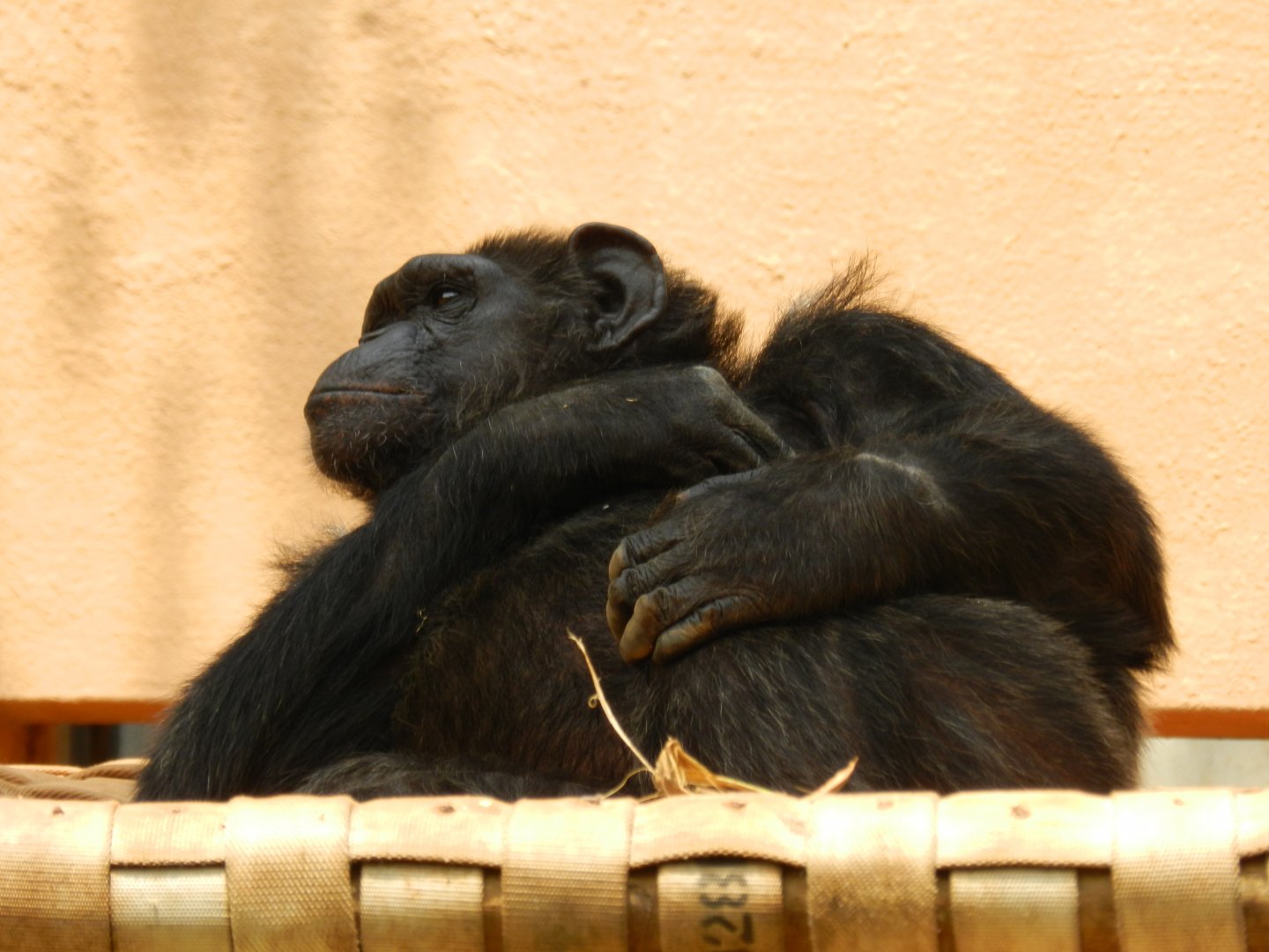 "Kelly", the chimpanzee - Sorocaba zoo (PZMQB)