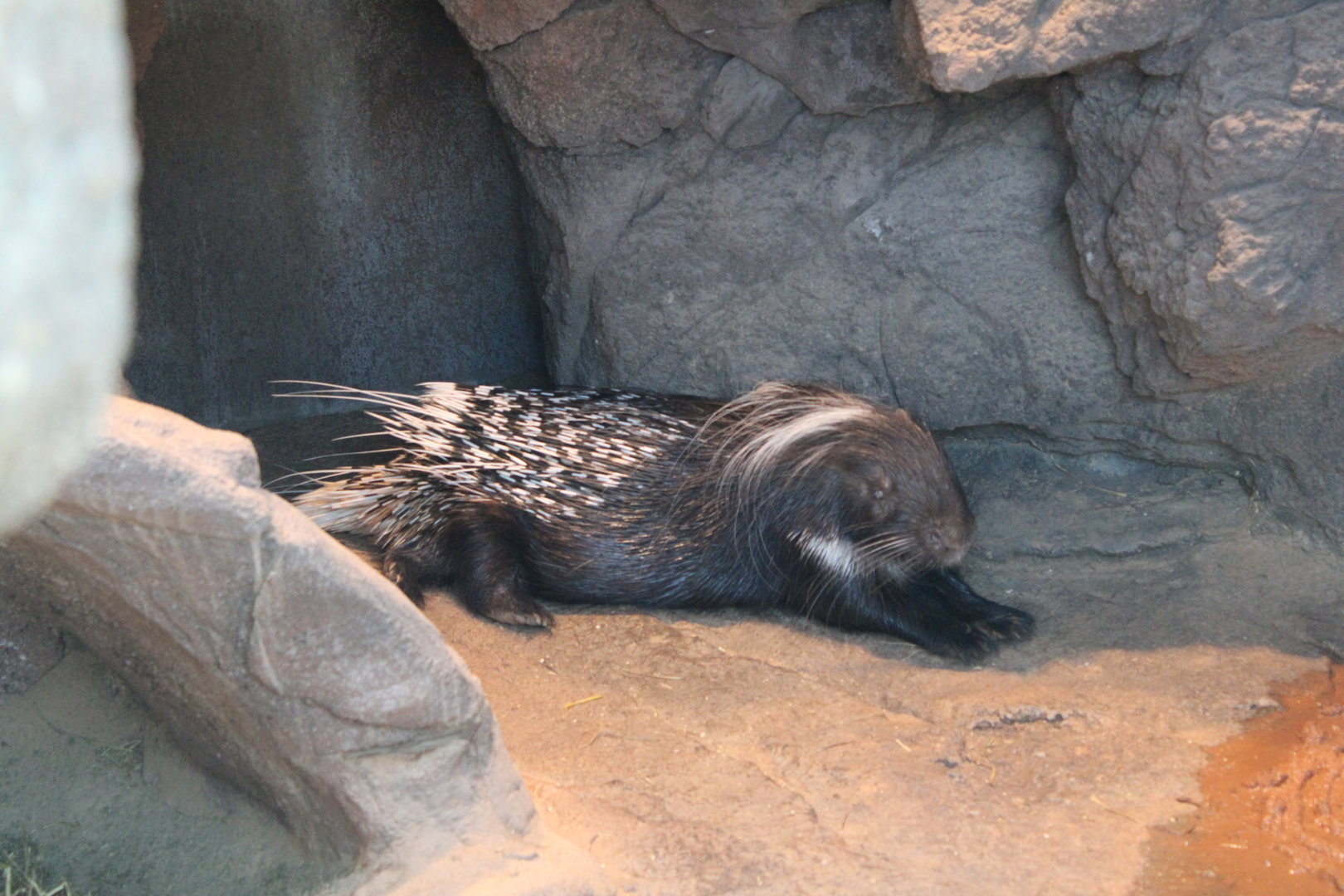 Kelly the late Cape Porcupine (Hystrix africaeaustralis)