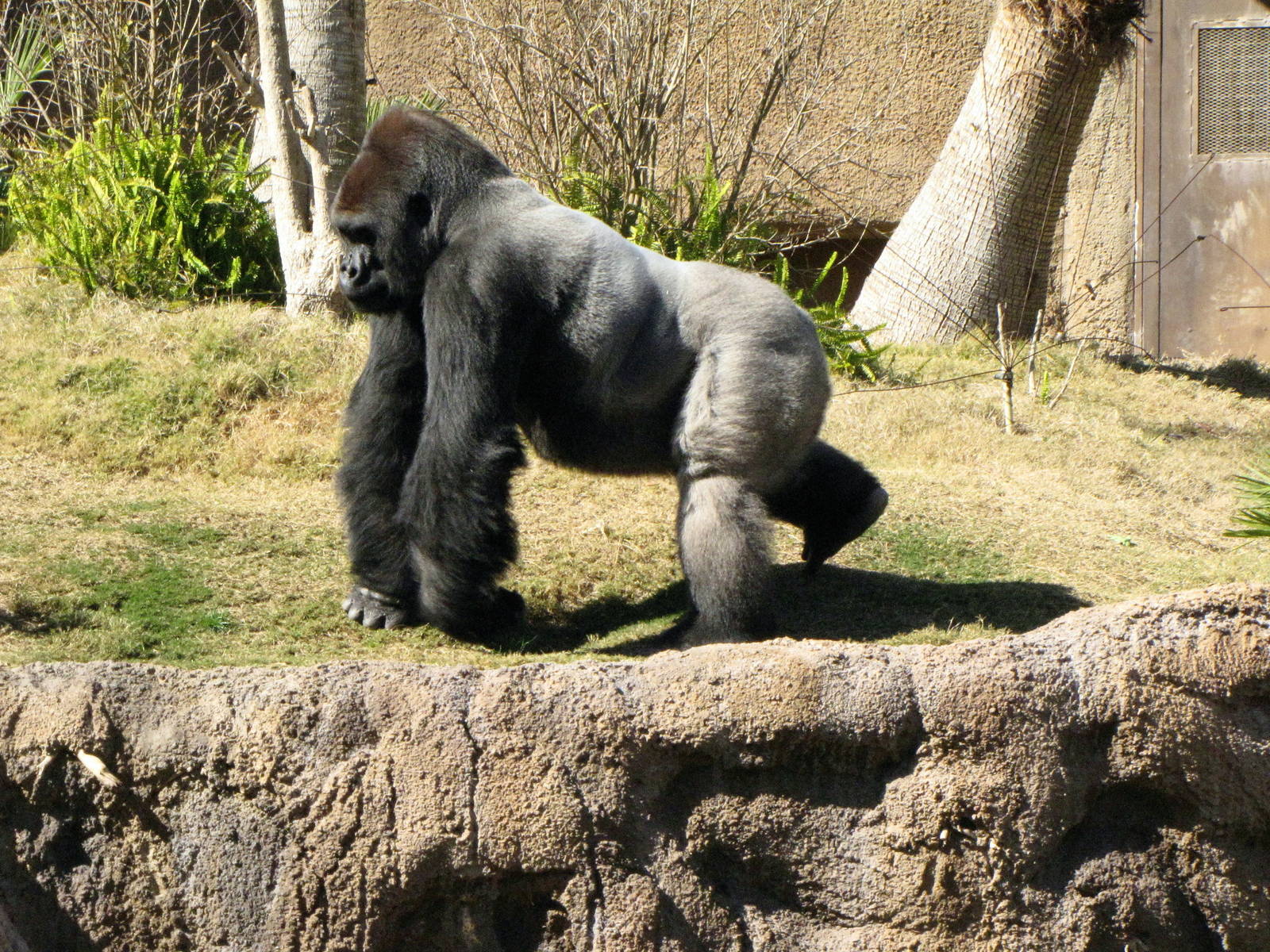 Kelly The Silverback