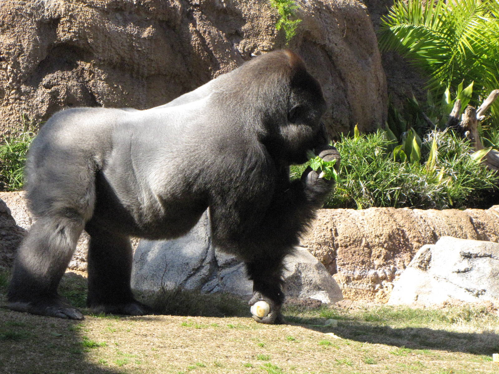 Kelly The Silverback