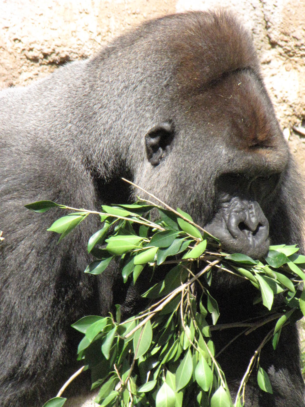 Kelly With A Mouth Full