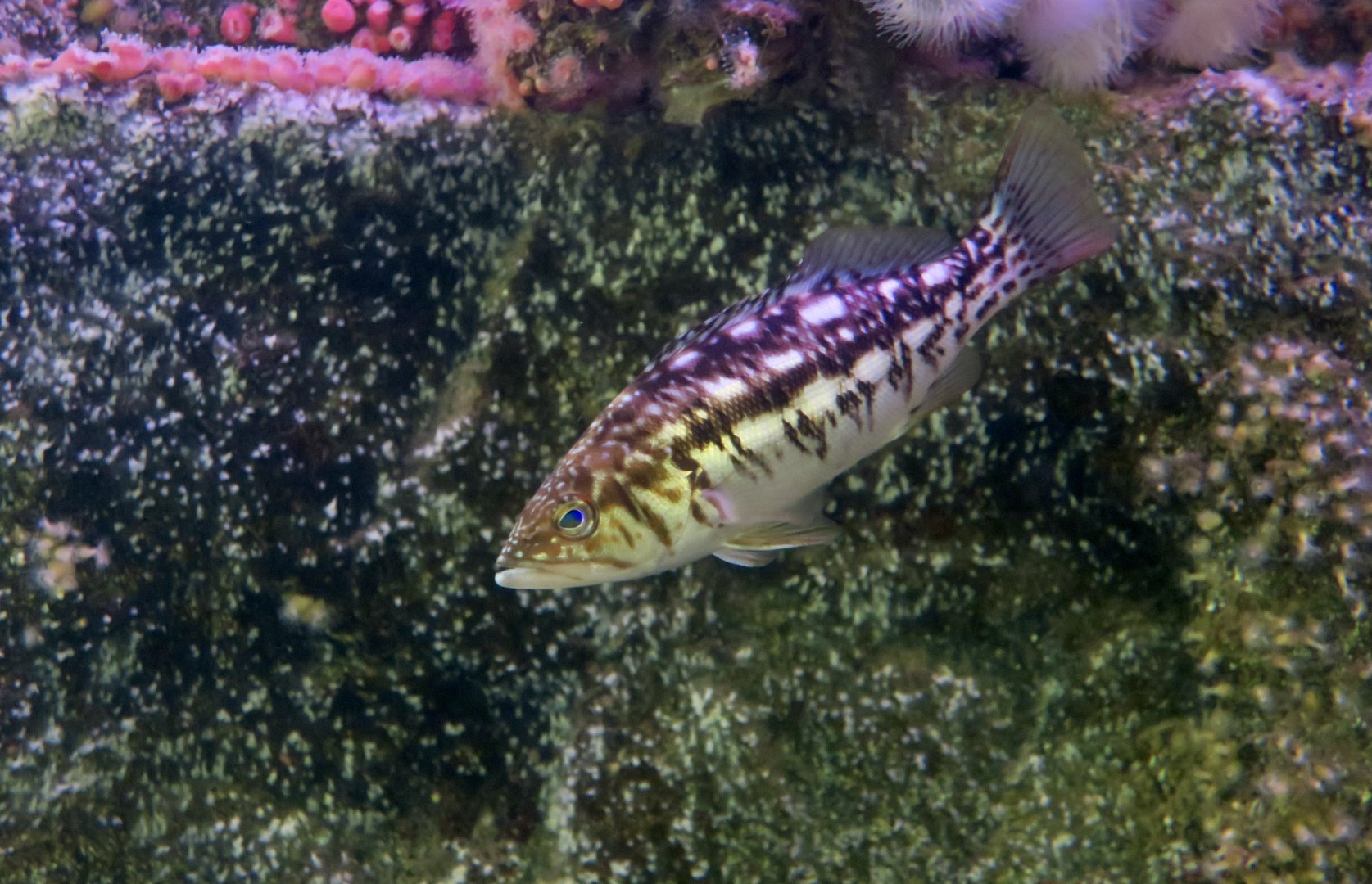 Kelp Bass (Paralabrax clathratus) young