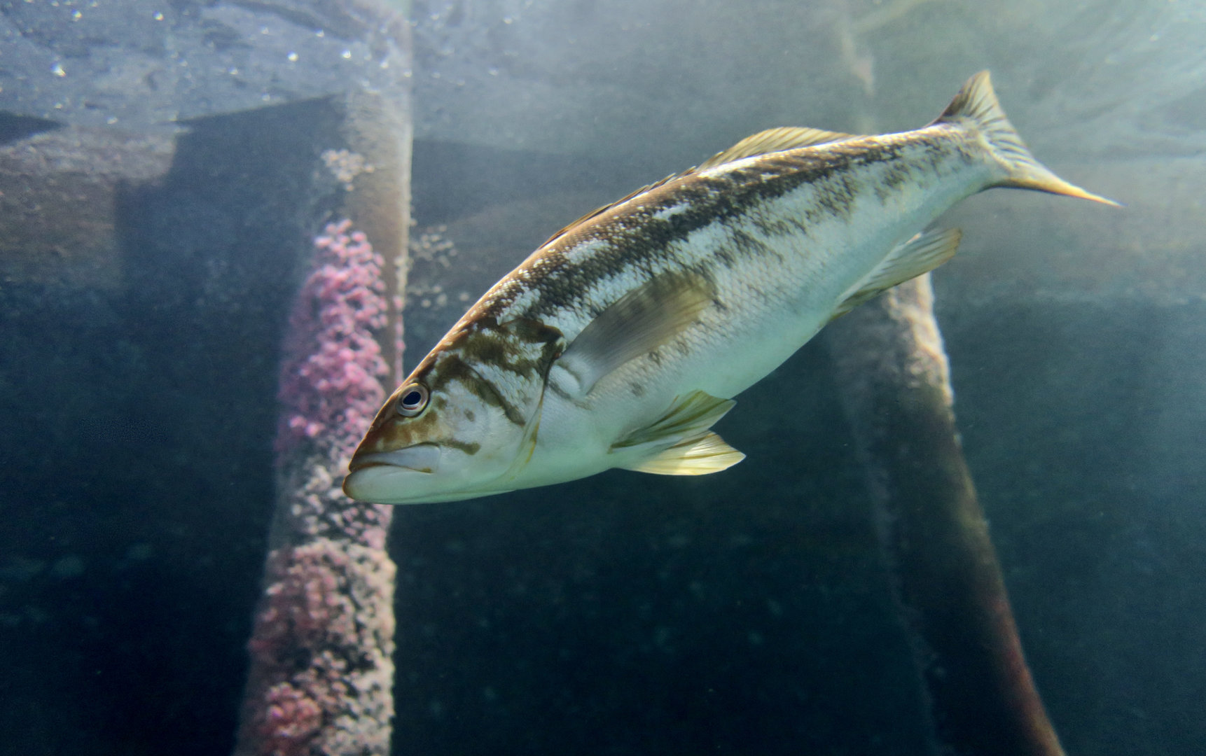 Kelp Bass (Paralabrax clathratus)