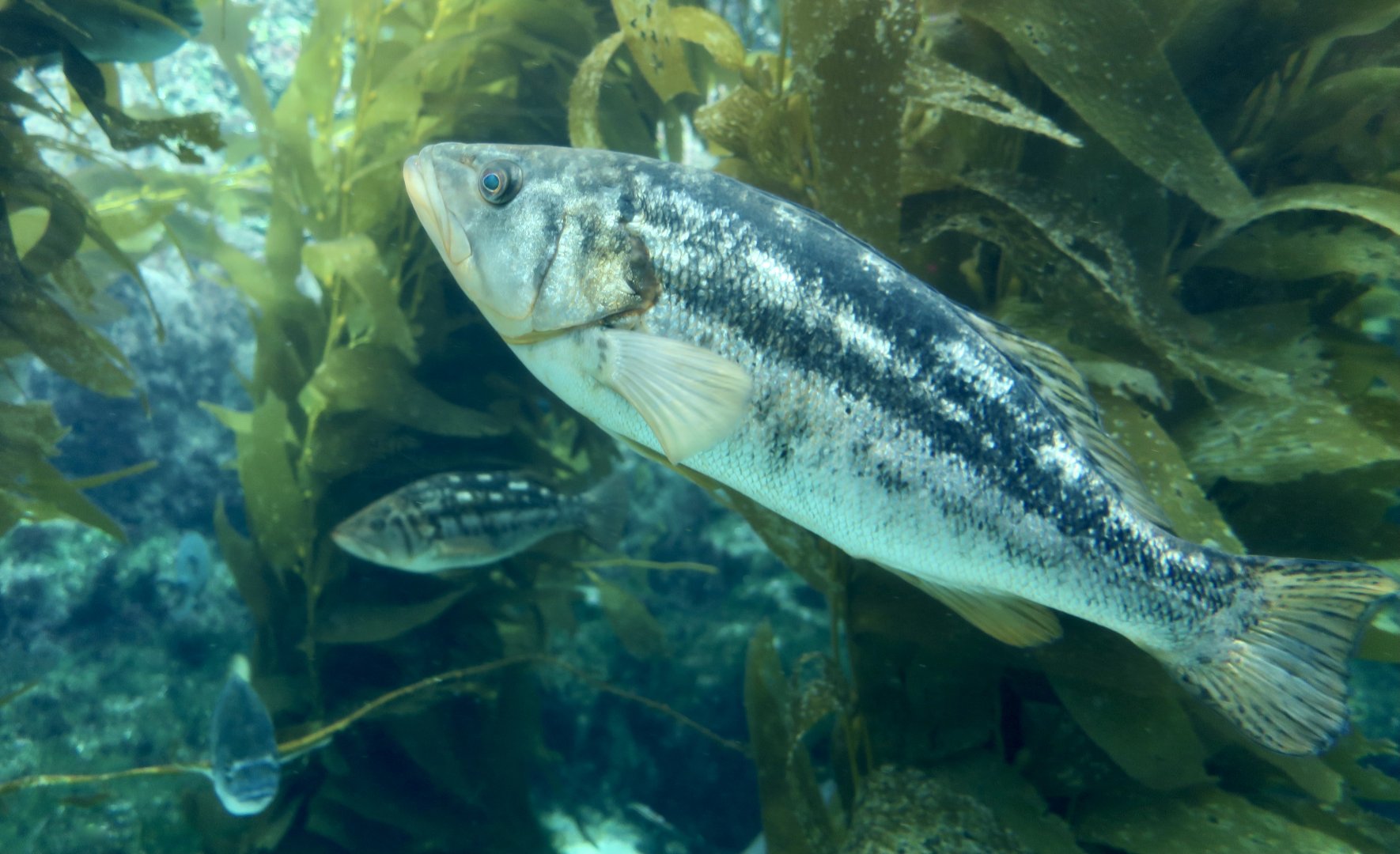 Kelp Bass (Paralabrax clathratus)