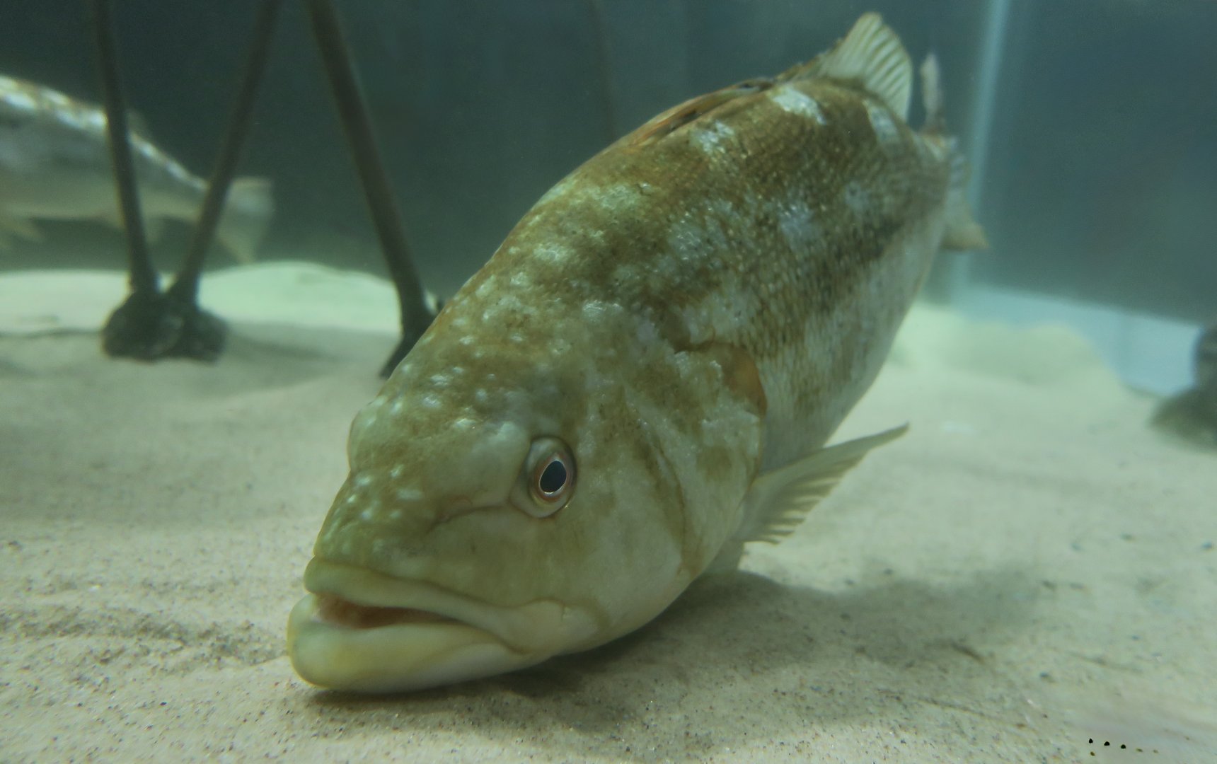 Kelp Bass (Paralabrax clathratus)