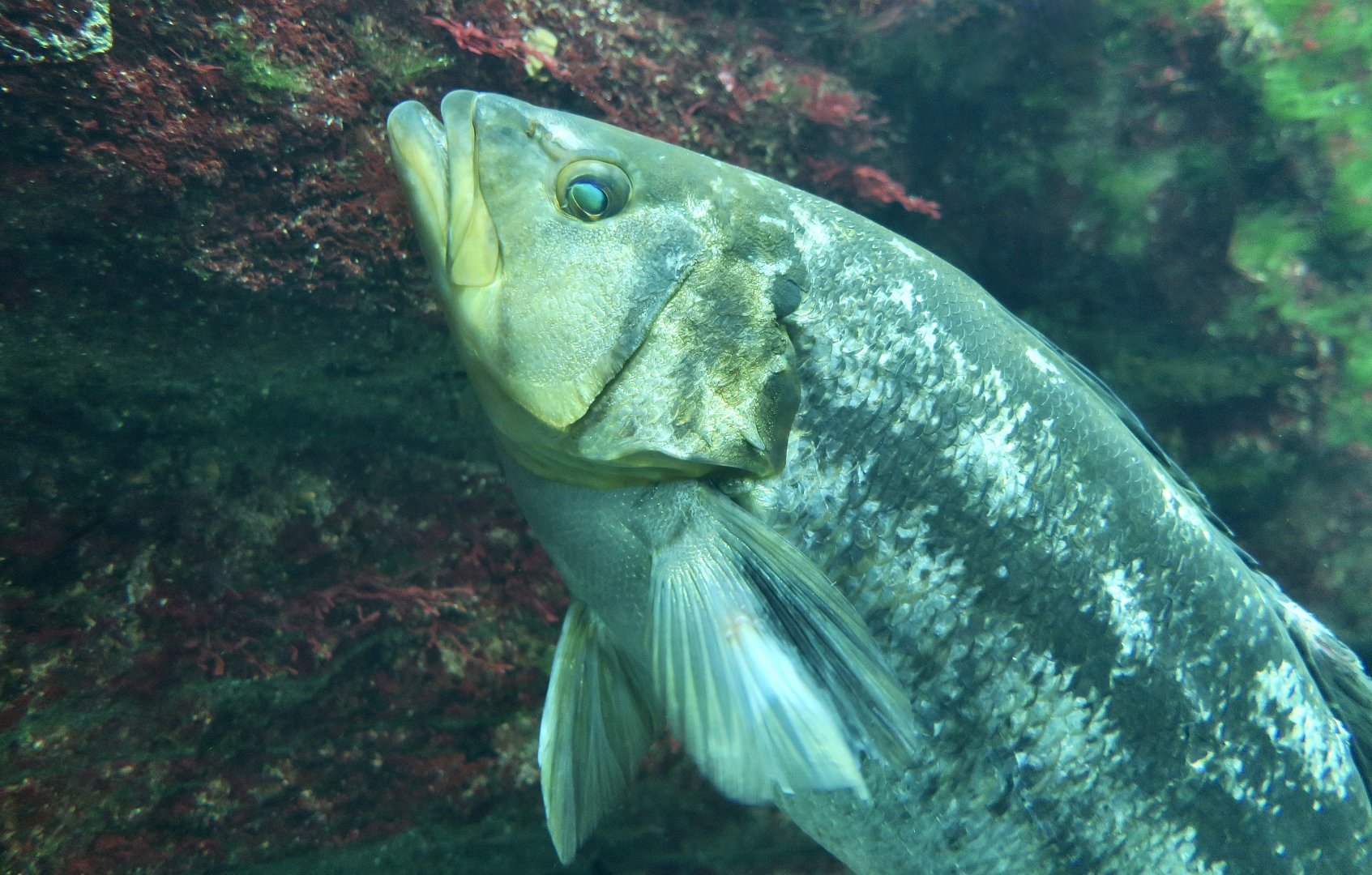 Kelp Bass (Paralabrax clathratus)