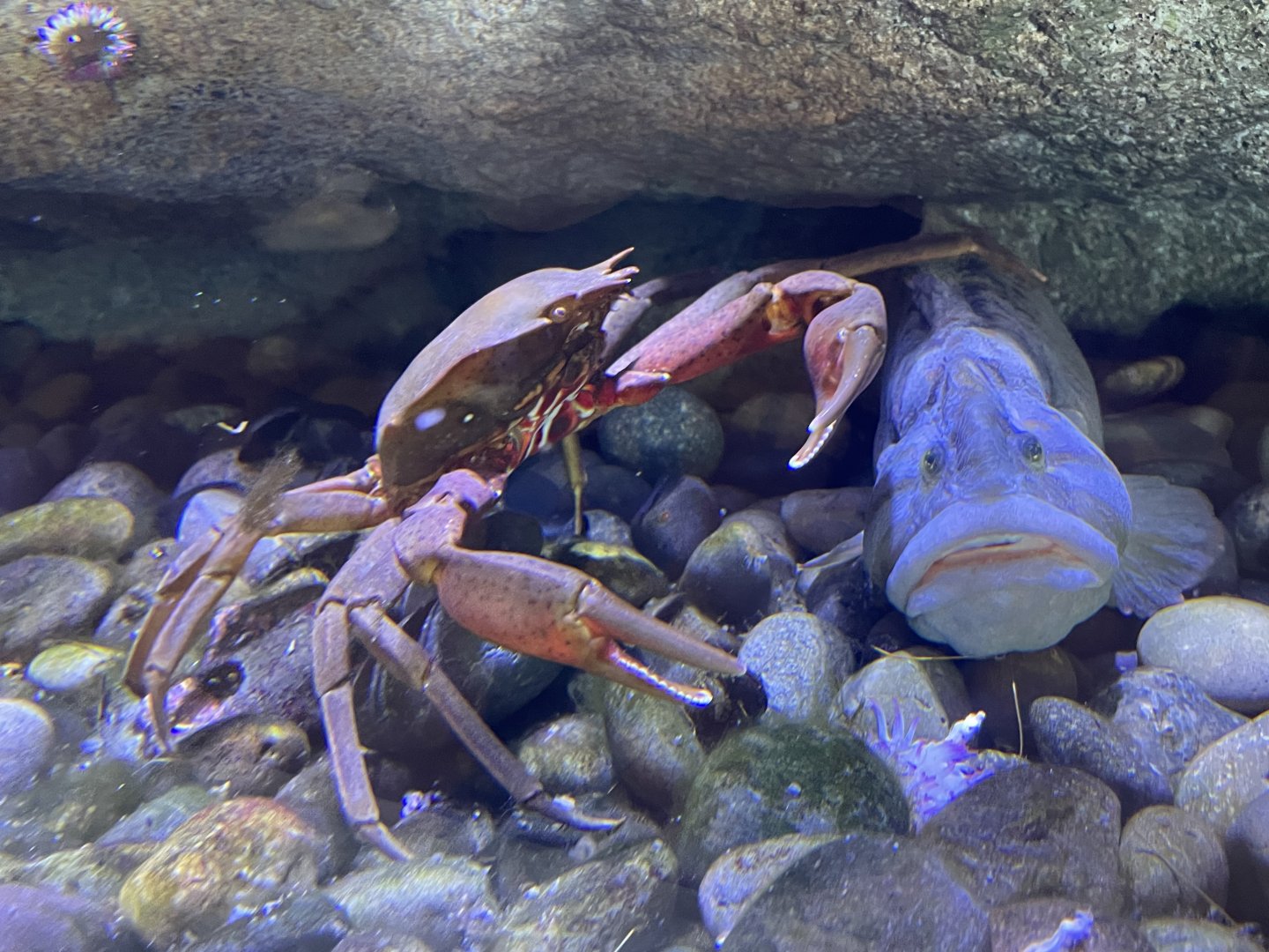 Kelp Crab and Monkeyface Prickleback