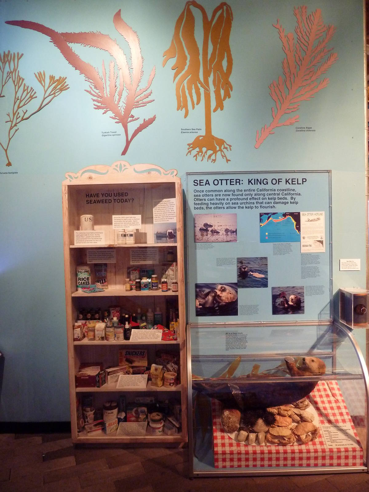 Kelp Display + Stuffed Sea Otter