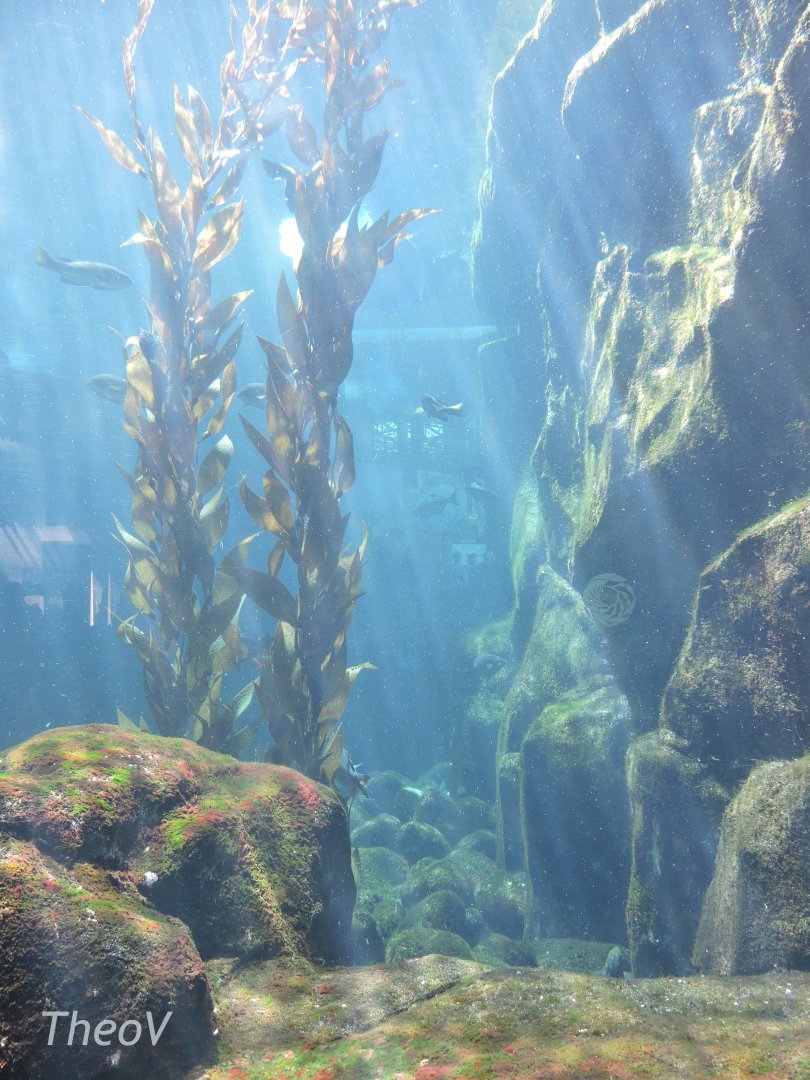 Kelp forest [2015]