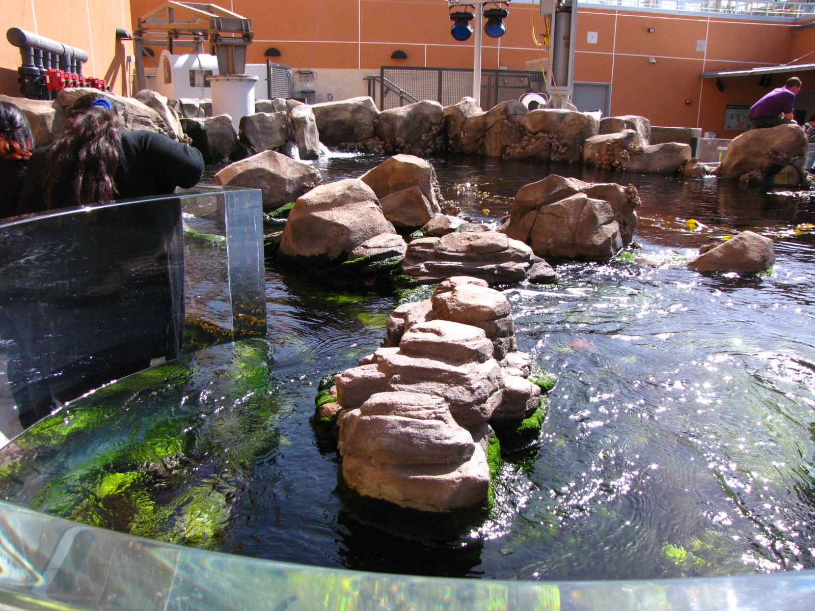 Kelp Forest Above Surface
