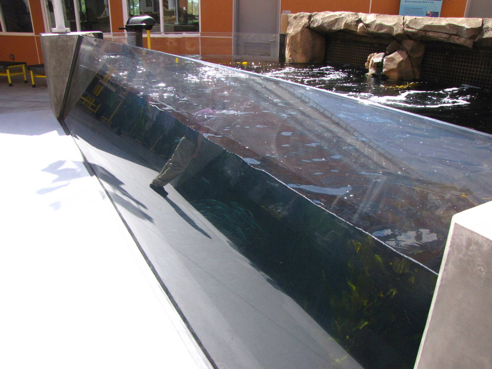 Kelp Forest Above Surface