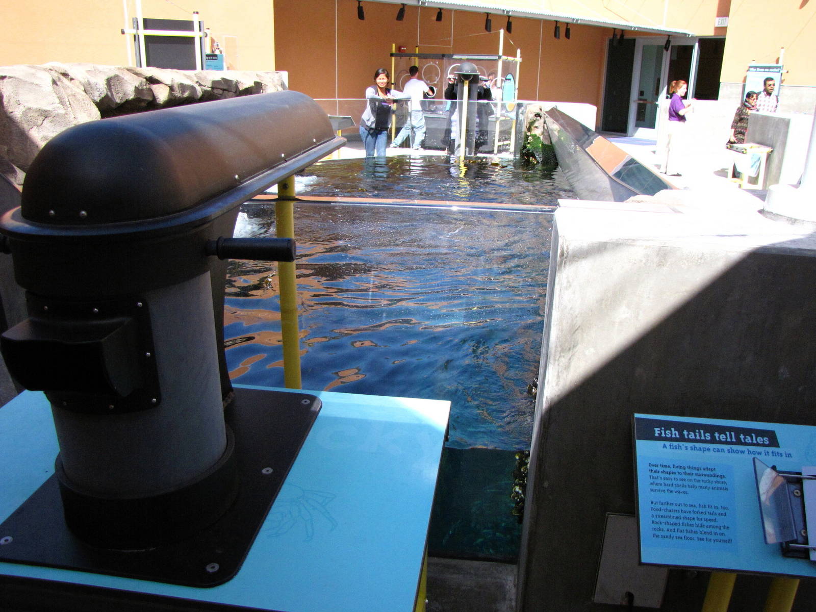 Kelp Forest Above Surface