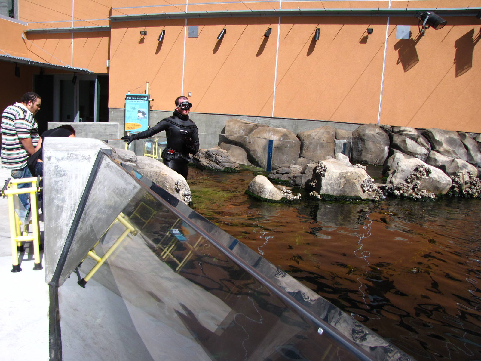 Kelp Forest Above Surface