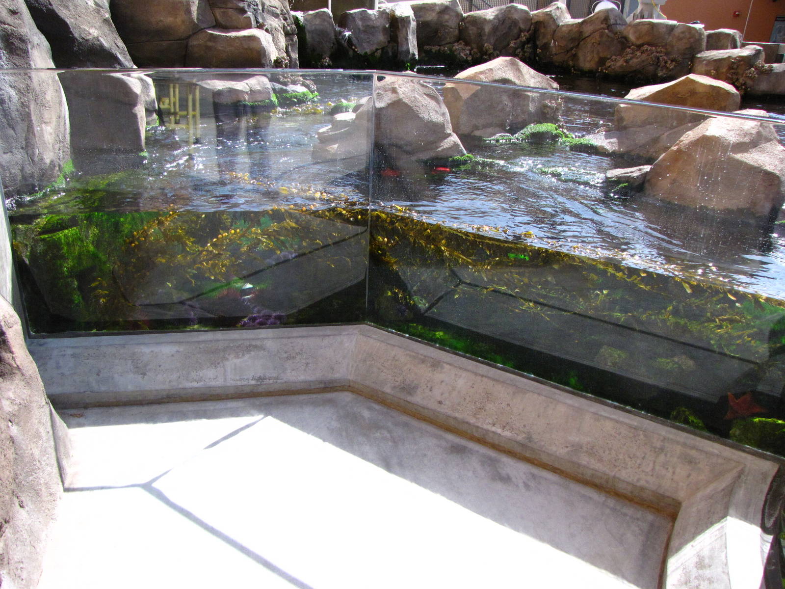Kelp Forest Above Surface