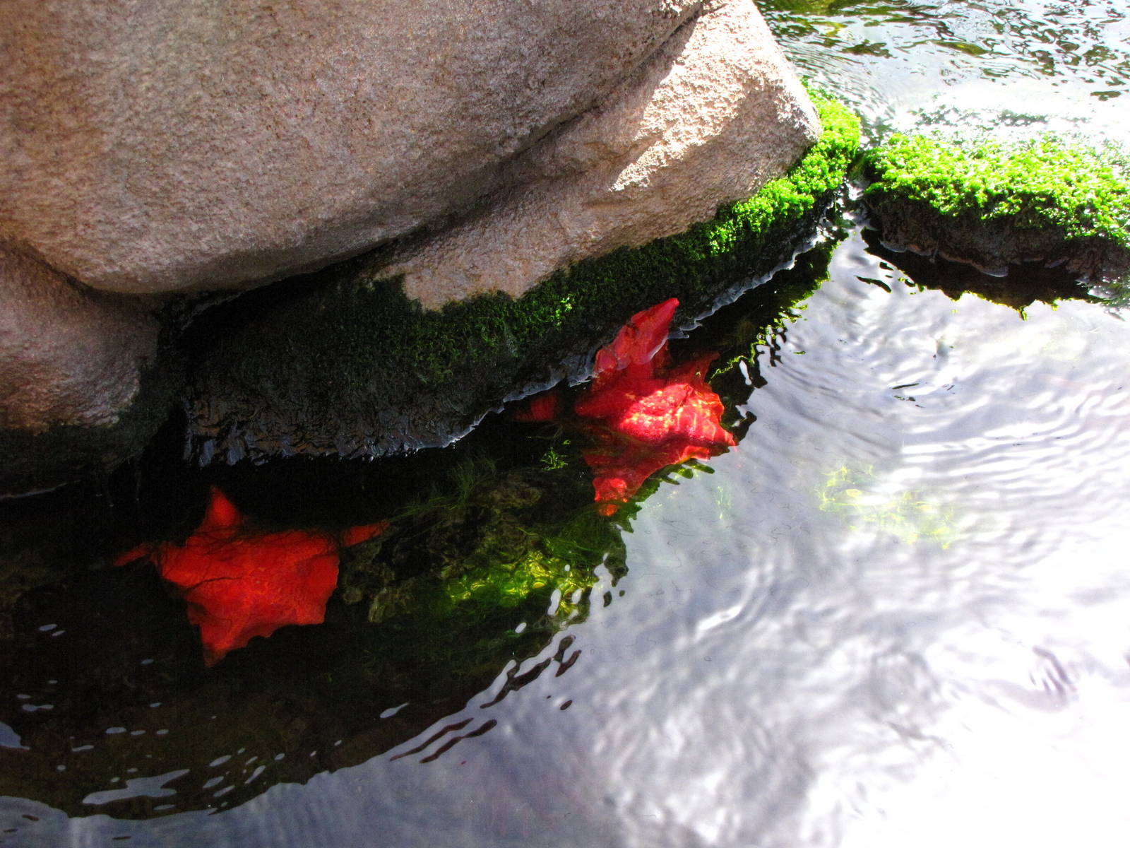 Kelp Forest Above Surface