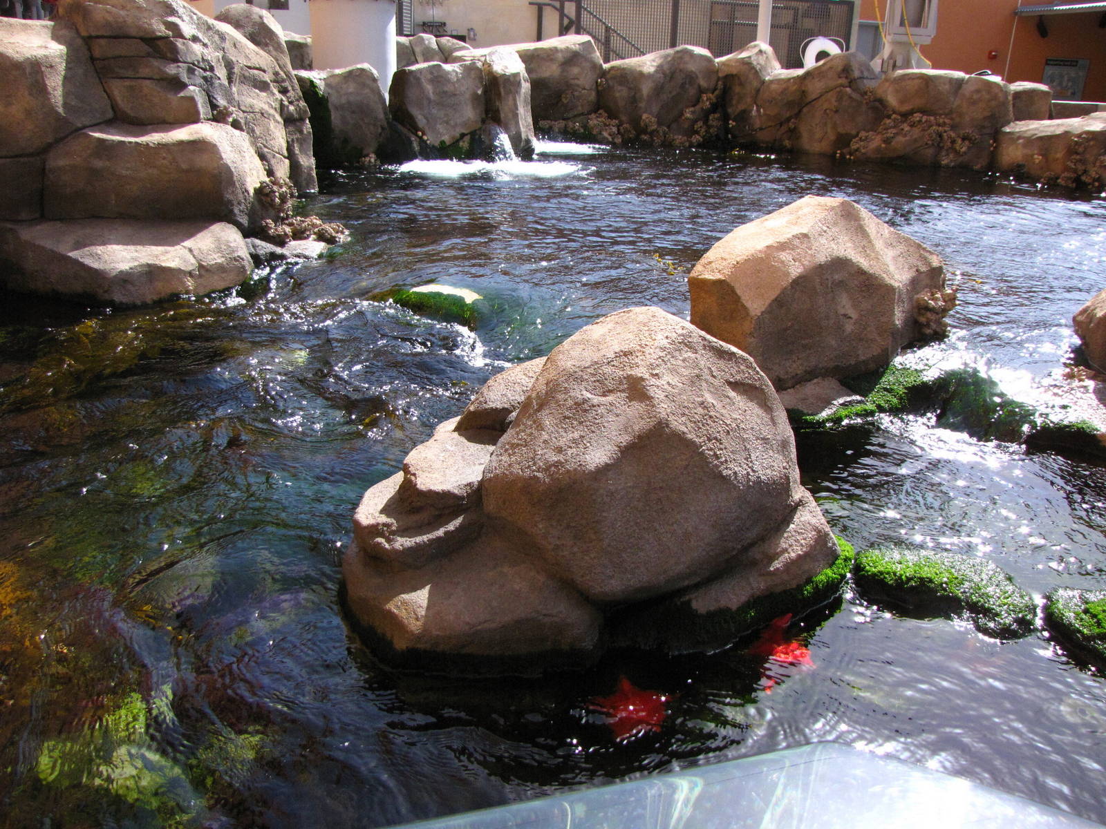 Kelp Forest Above Surface
