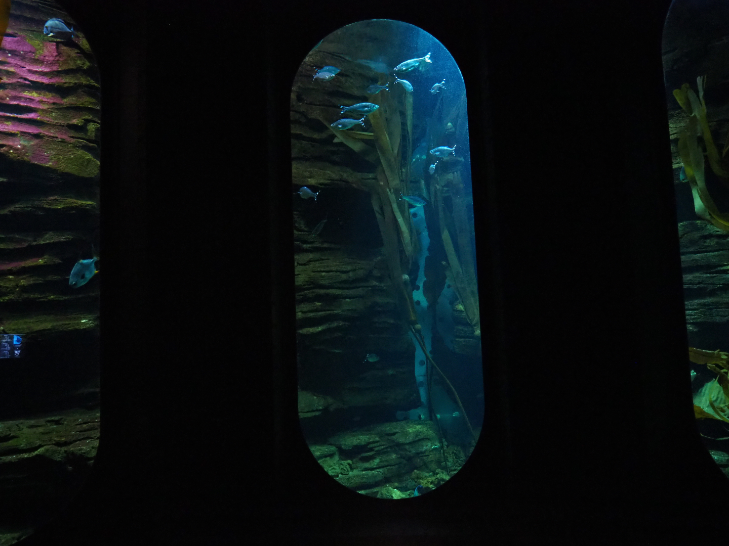 Kelp forest aquarium, 2019-10-05