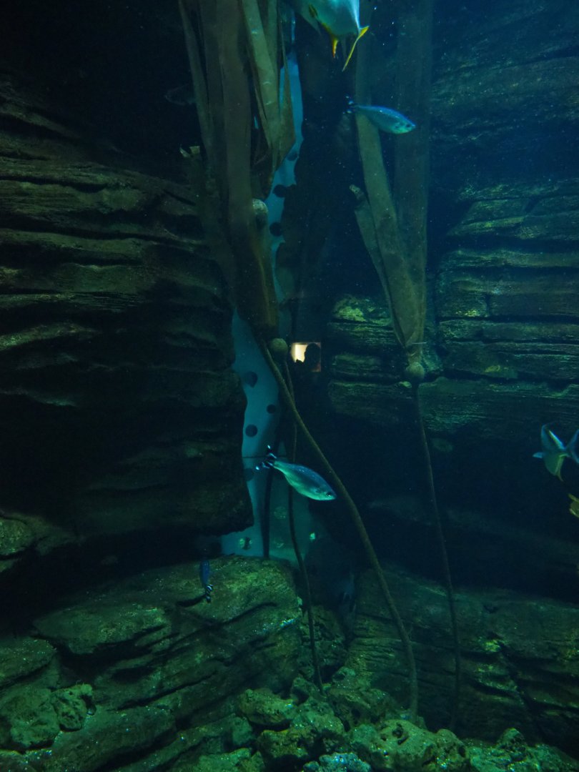 Kelp forest aquarium, 2019-10-05