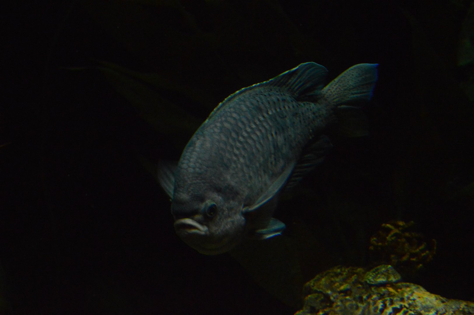Kelp Forest - Blacksmith Chromis (Chromis punctipinnis)