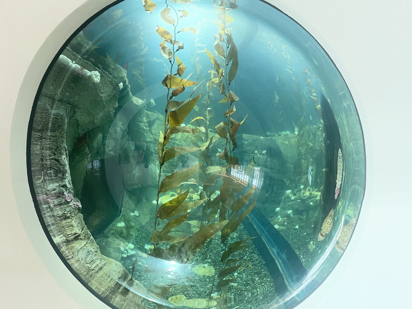Kelp Forest Bubble Window