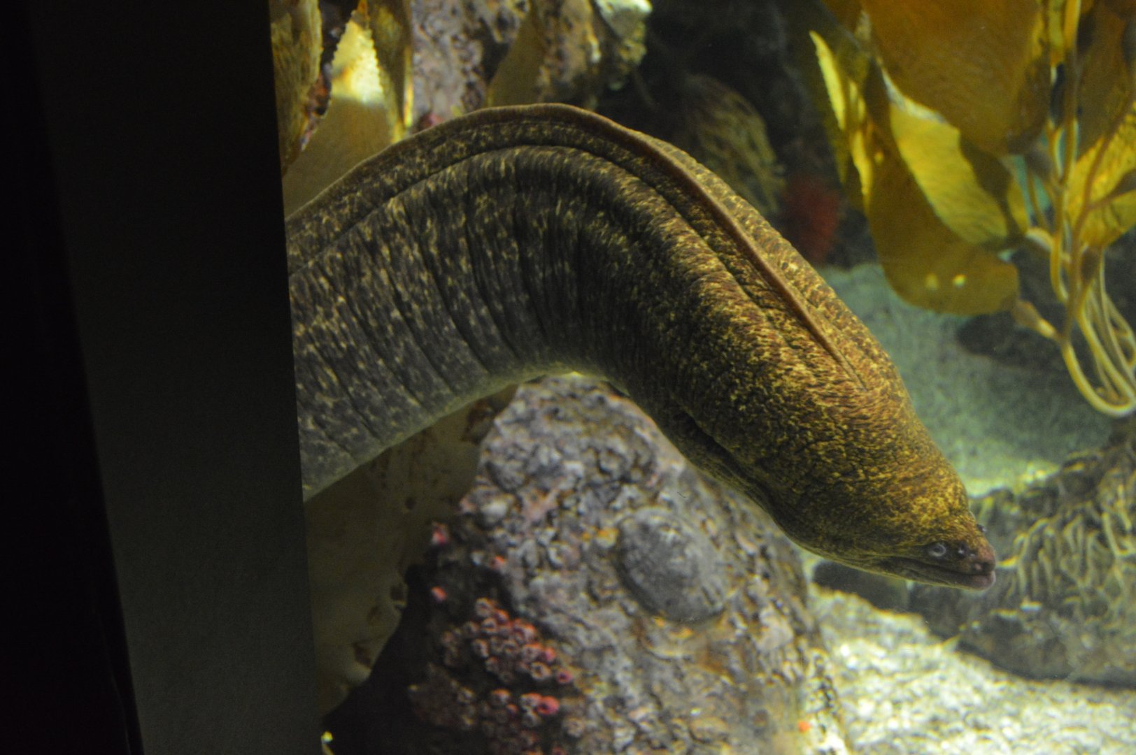 Kelp Forest - California Moray (Gymnothorax mordax)