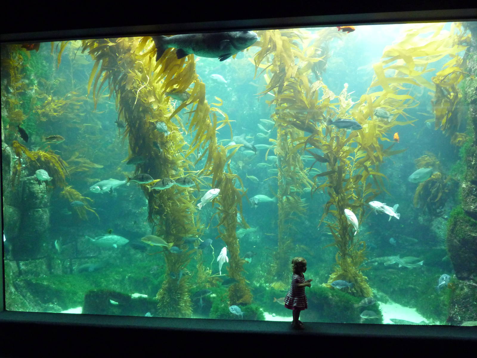 Kelp Forest Exhibit