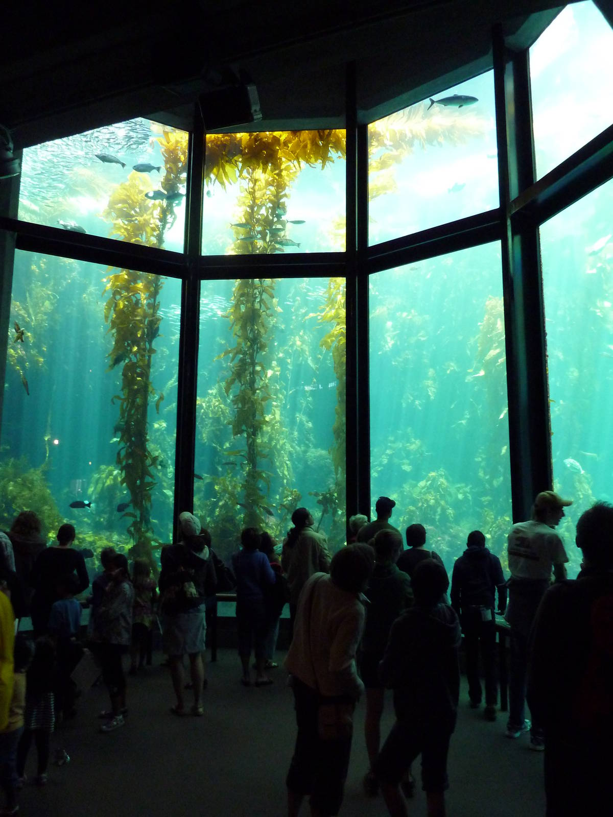Kelp Forest Exhibit