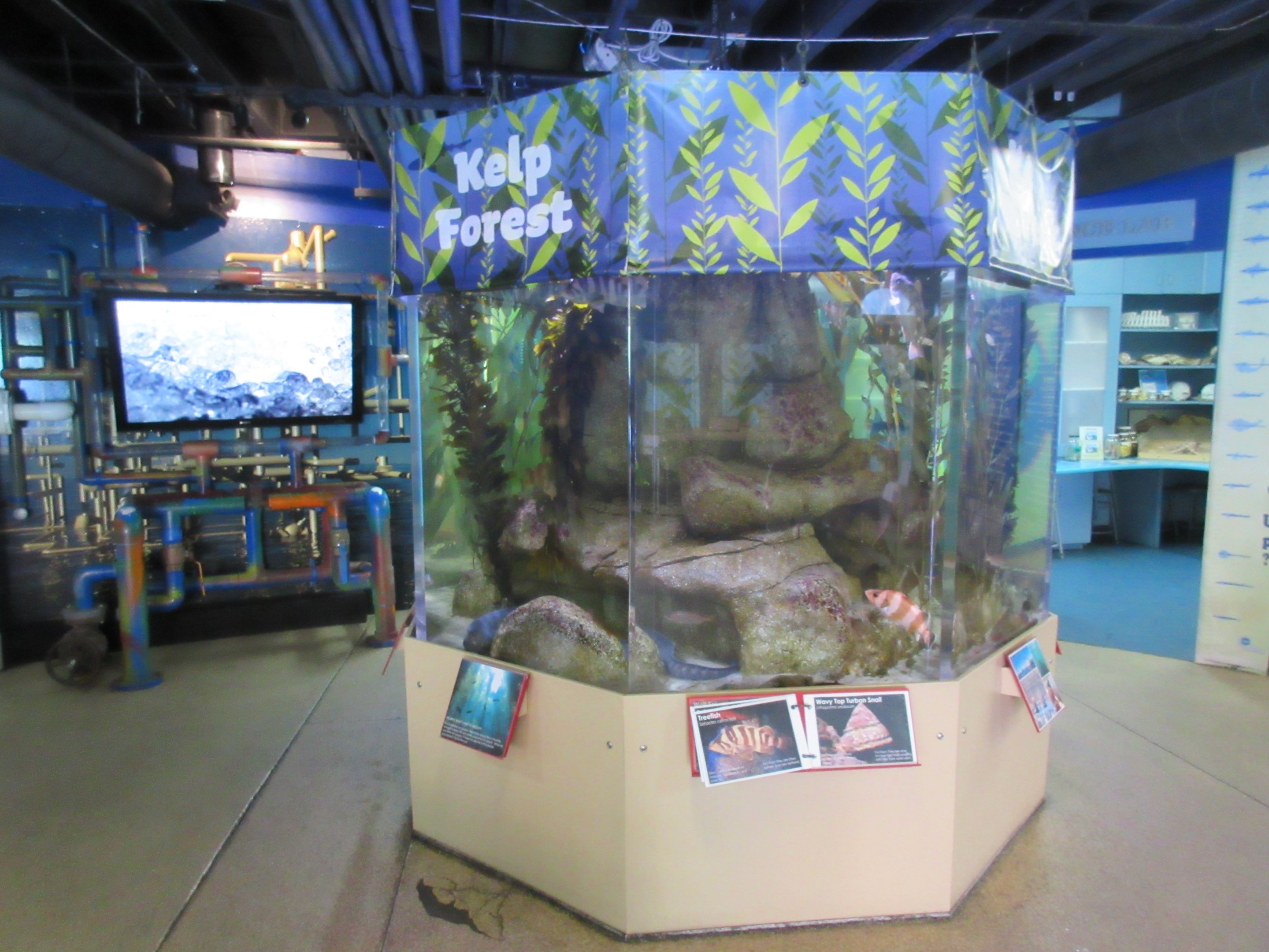 Kelp Forest Exhibit