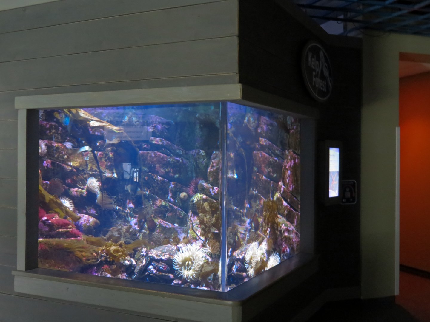 Kelp Forest Exhibit