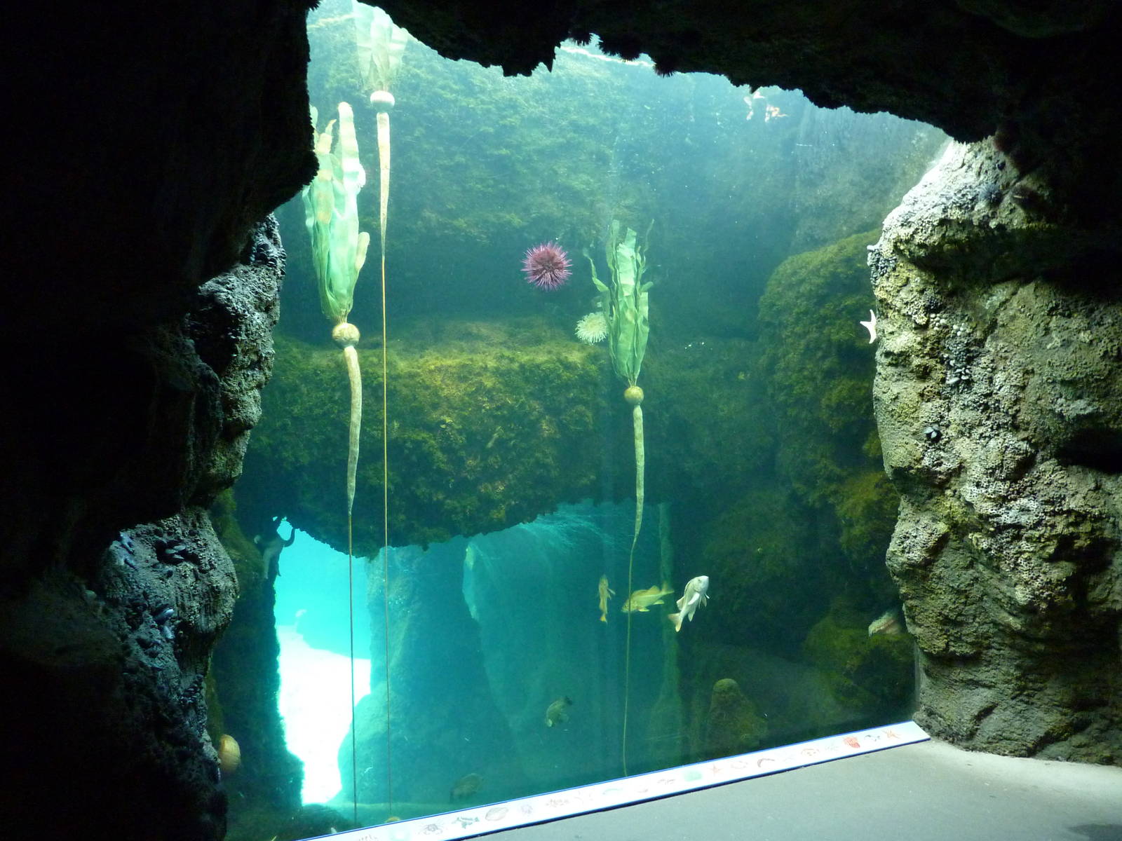 Kelp Forest Exhibit