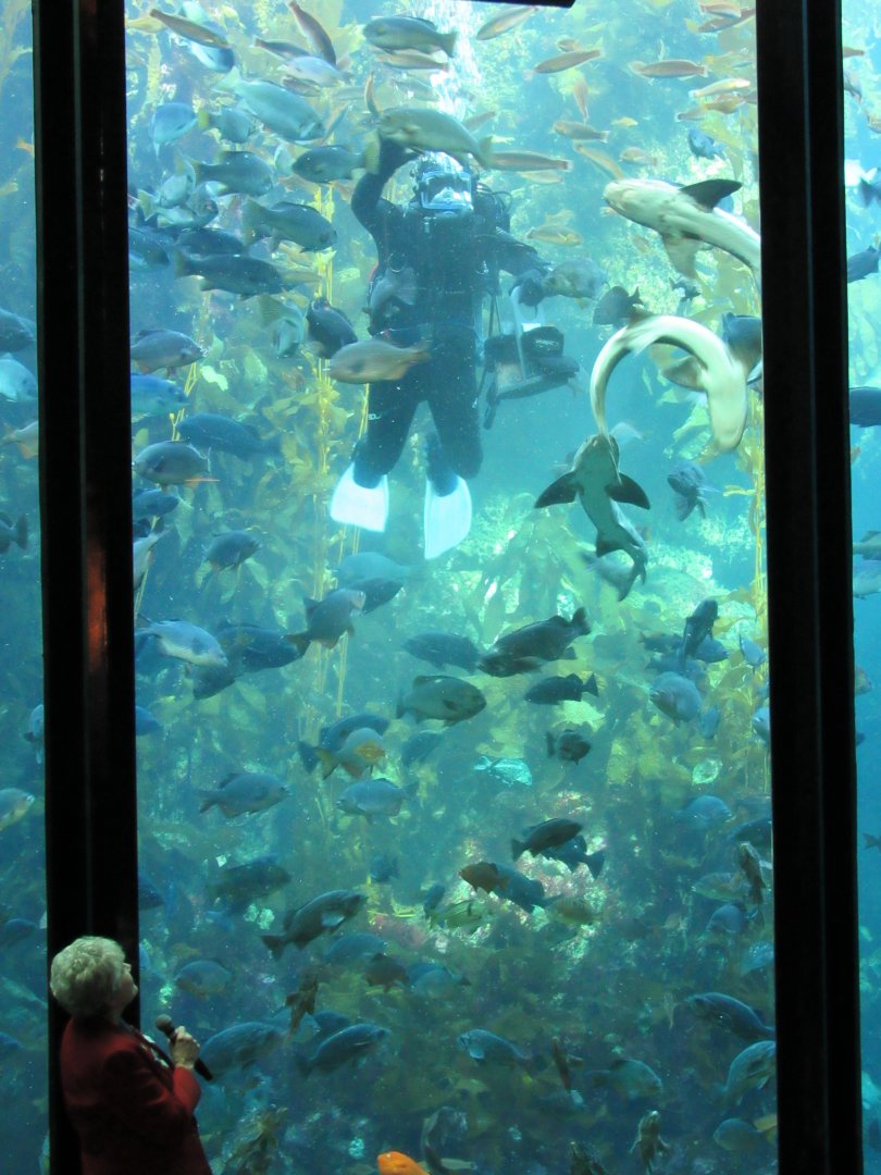 Kelp Forest Feeding
