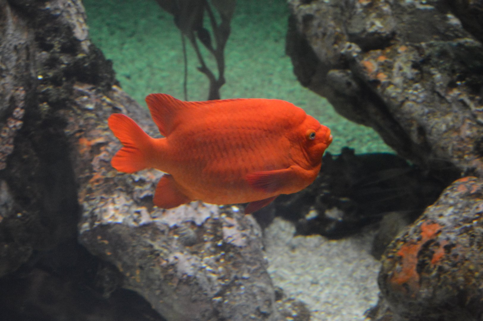 Kelp Forest - Garibaldi (Hypsypops rubicundus)