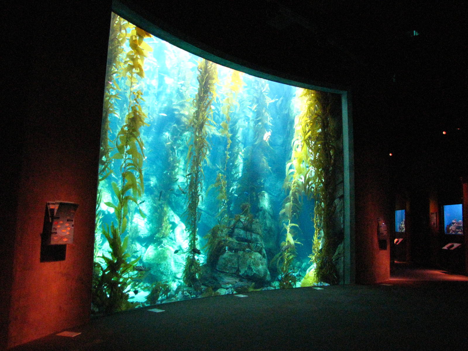 Kelp Forest - Large Viewing Window
