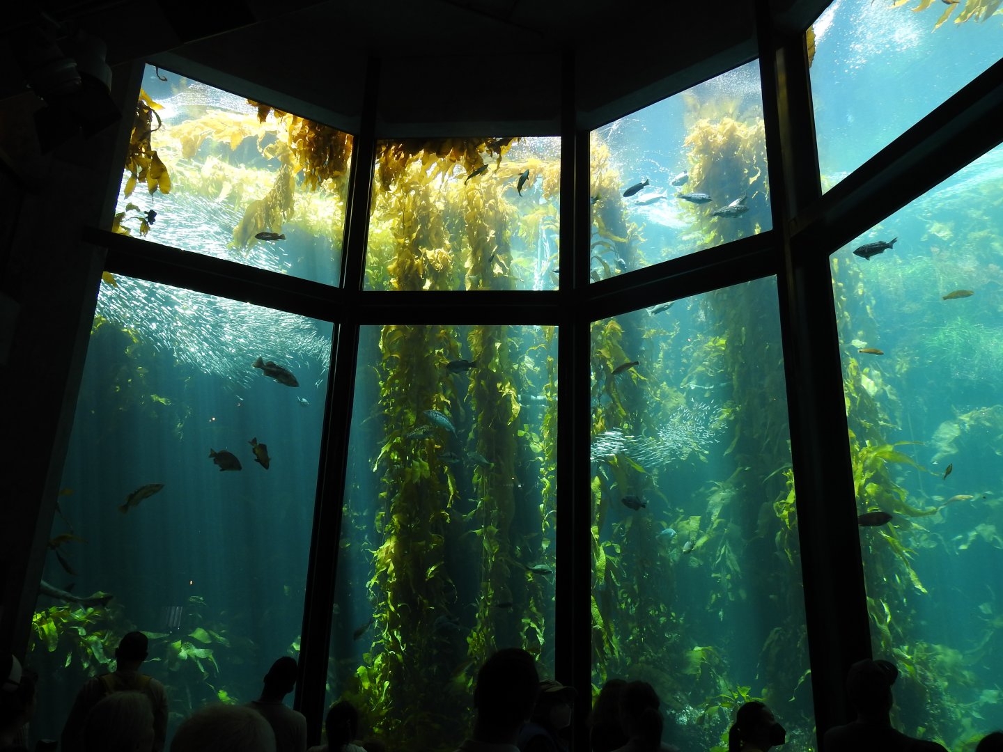 Kelp Forest Main Tank