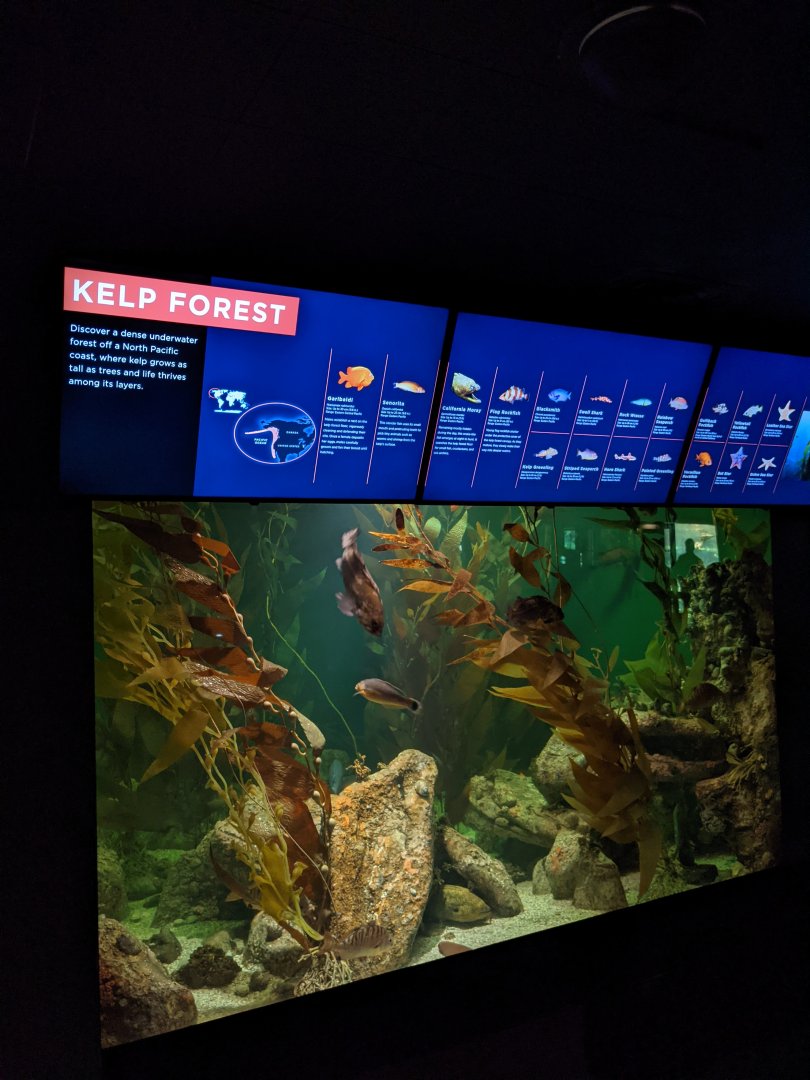 Kelp Forest - North Atlantic to the Pacific