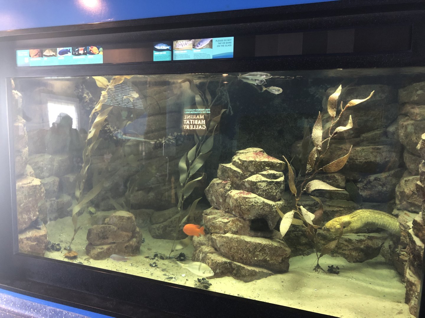 Kelp Forest Shark Tank