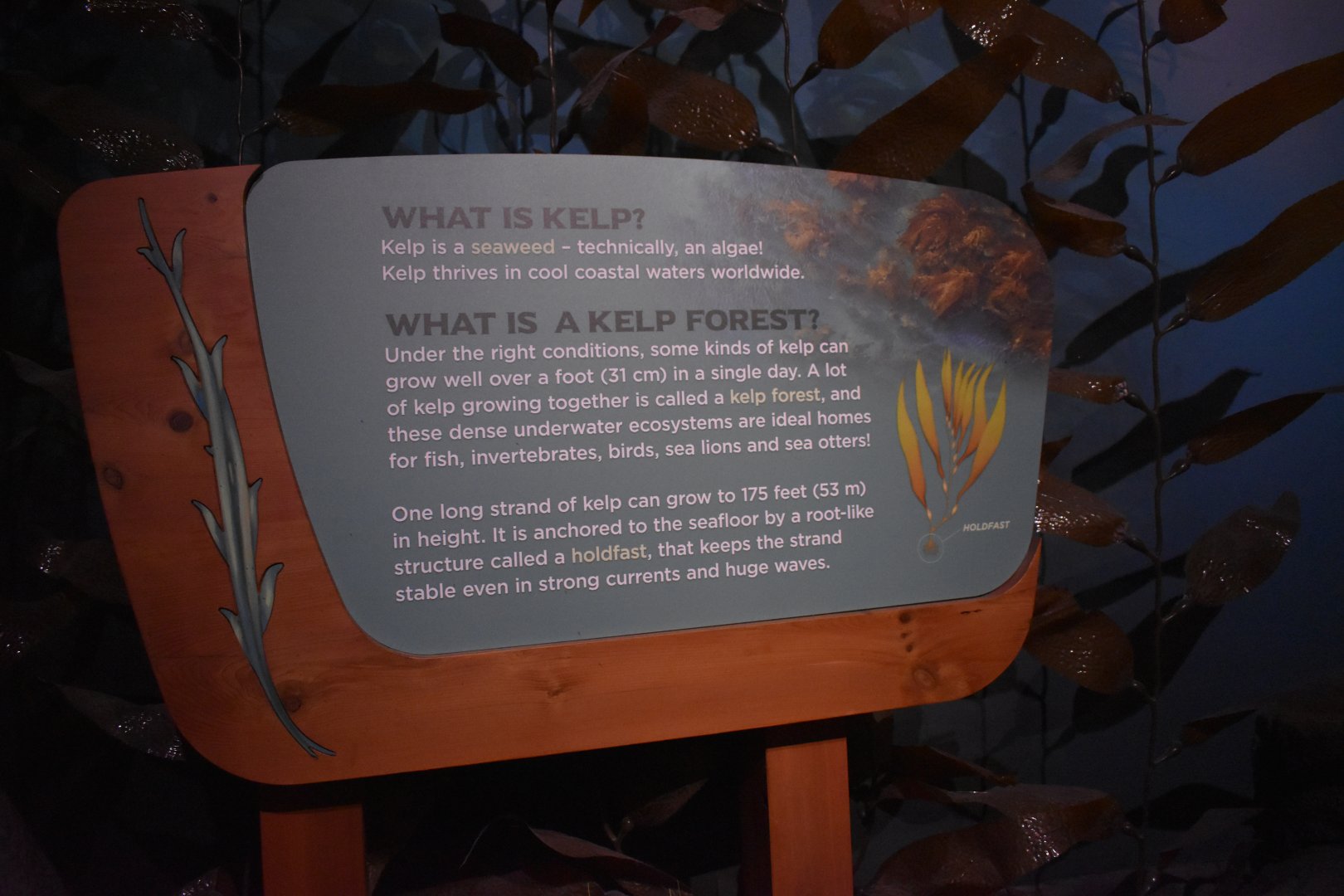 Kelp Forest Signage