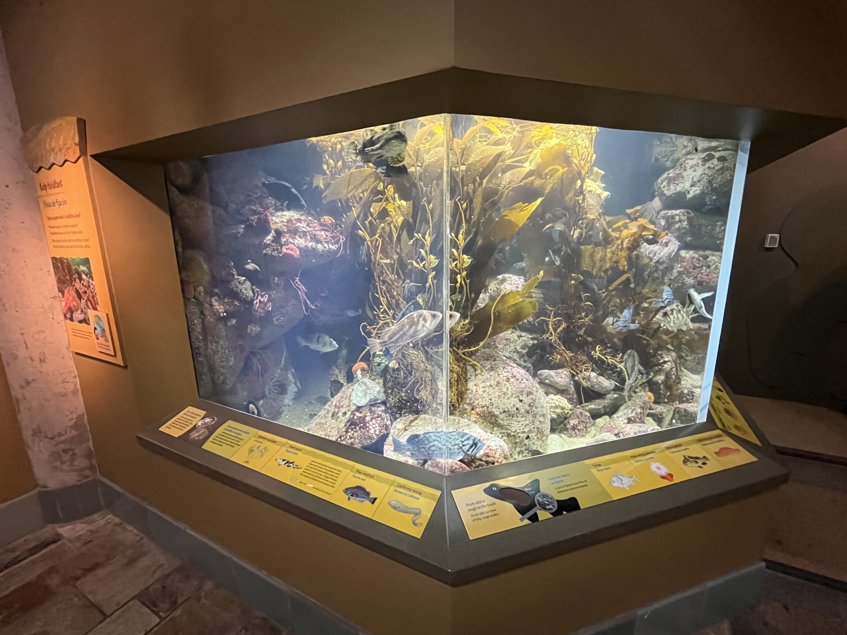 Kelp Forest (small version!)