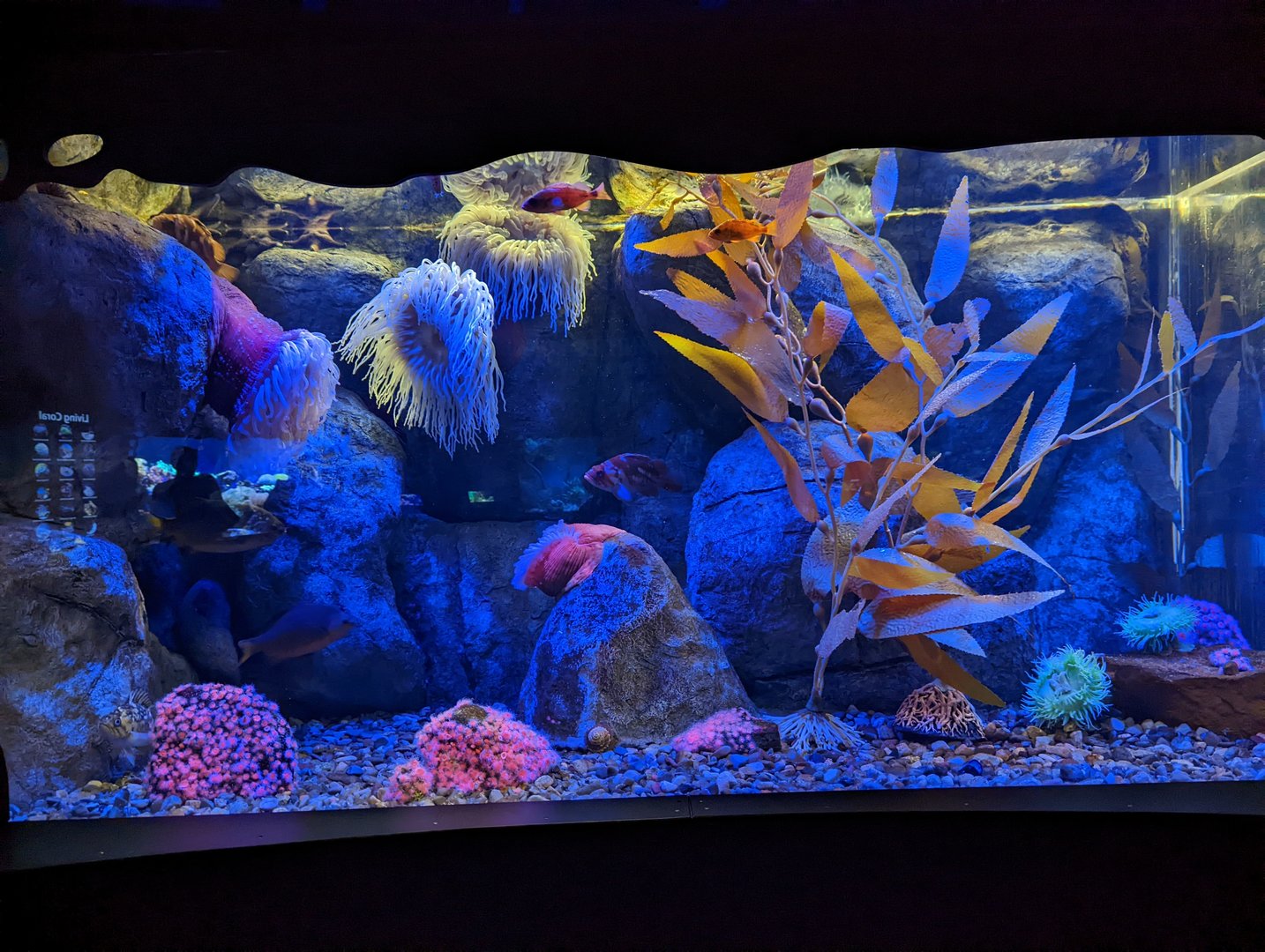 Kelp forest tank at the Greensboro Science Center
