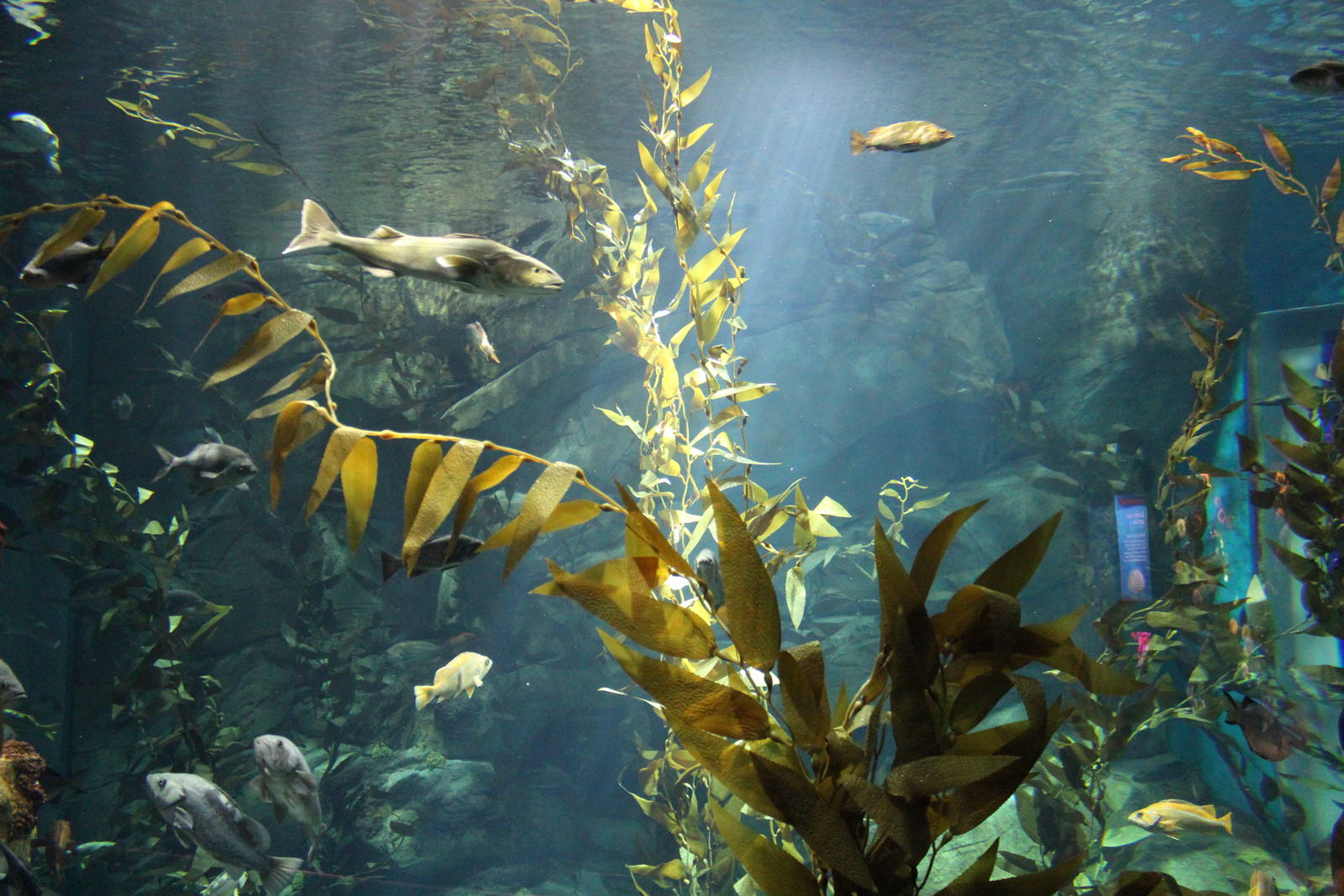 Kelp Forest Tank - June 2016