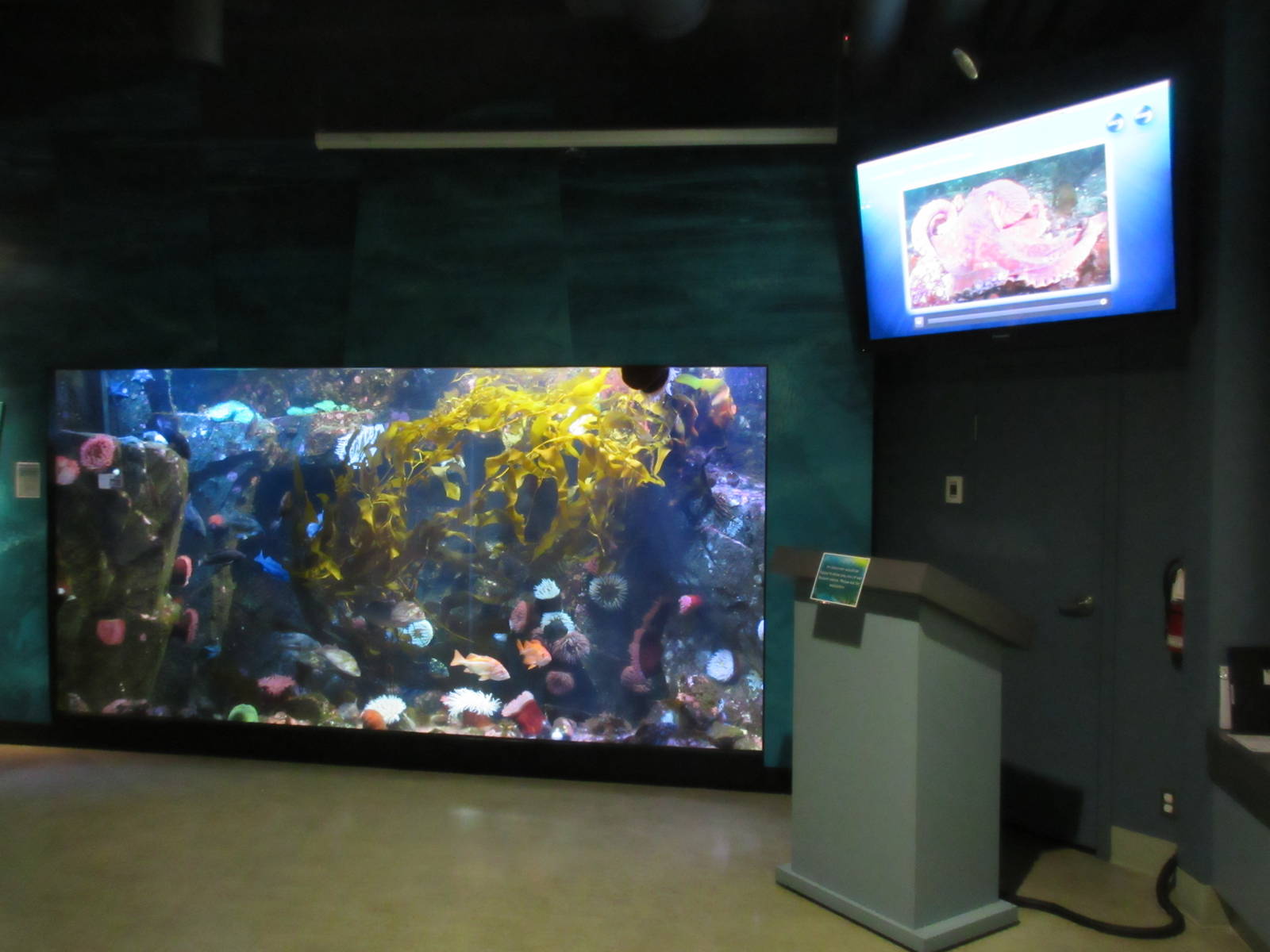 Kelp Forest Tank + Monitor Screen