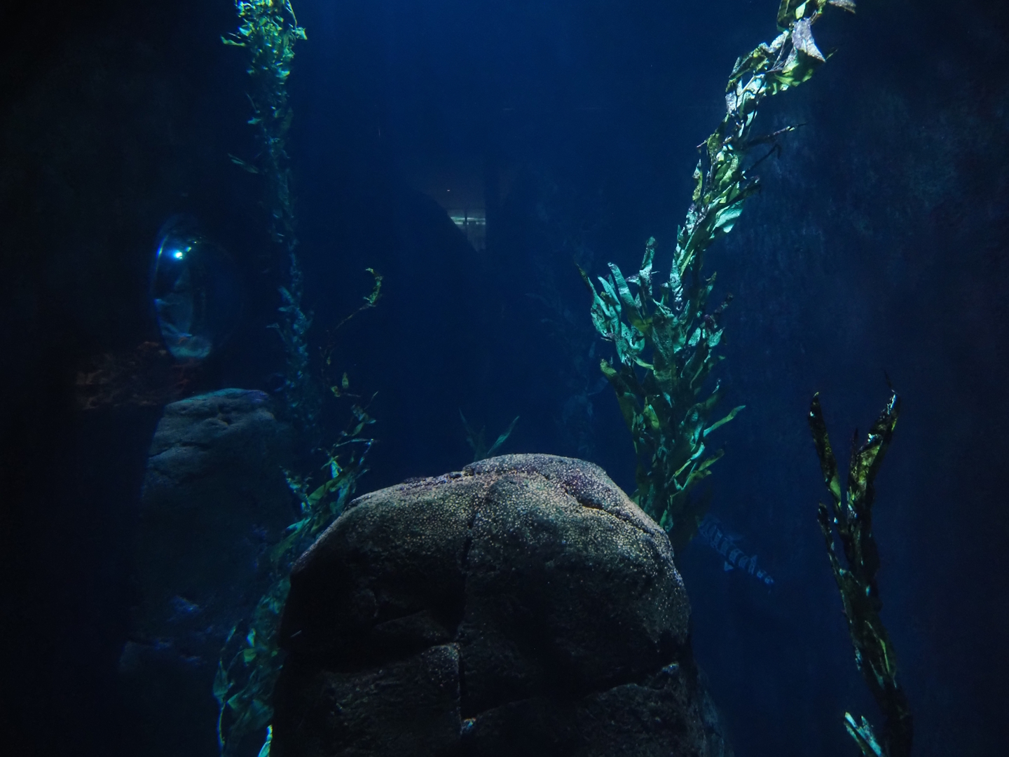 Kelp forest tank (Now gone), 2024-06-30