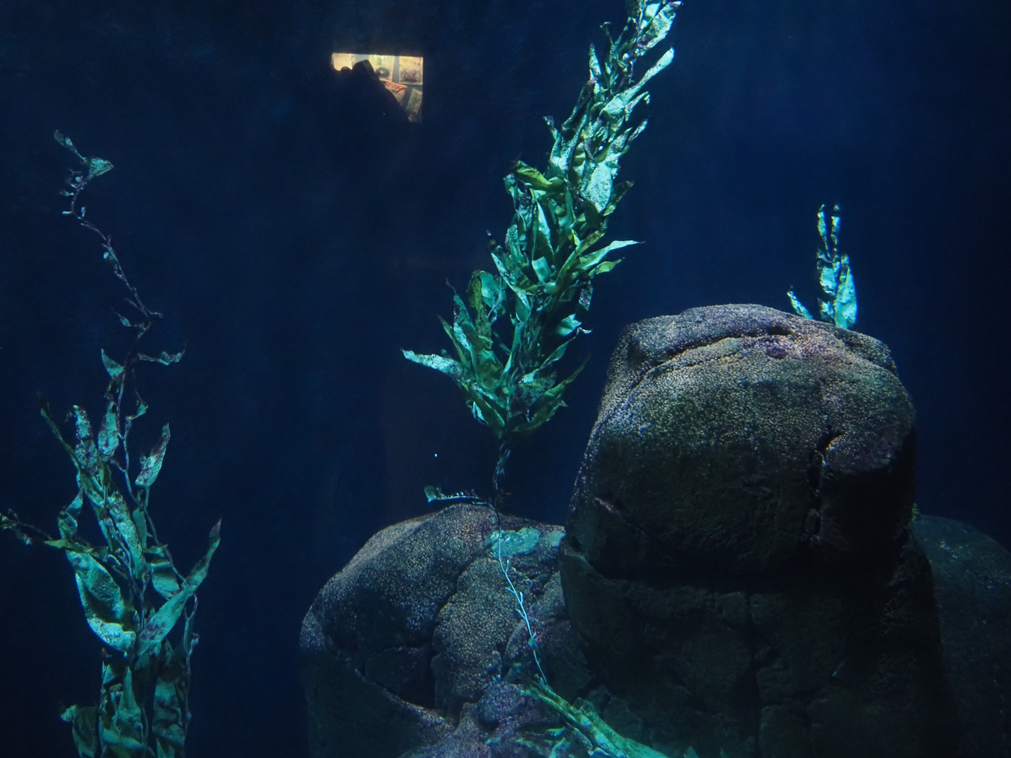 Kelp forest tank (Now gone), 2024-06-30