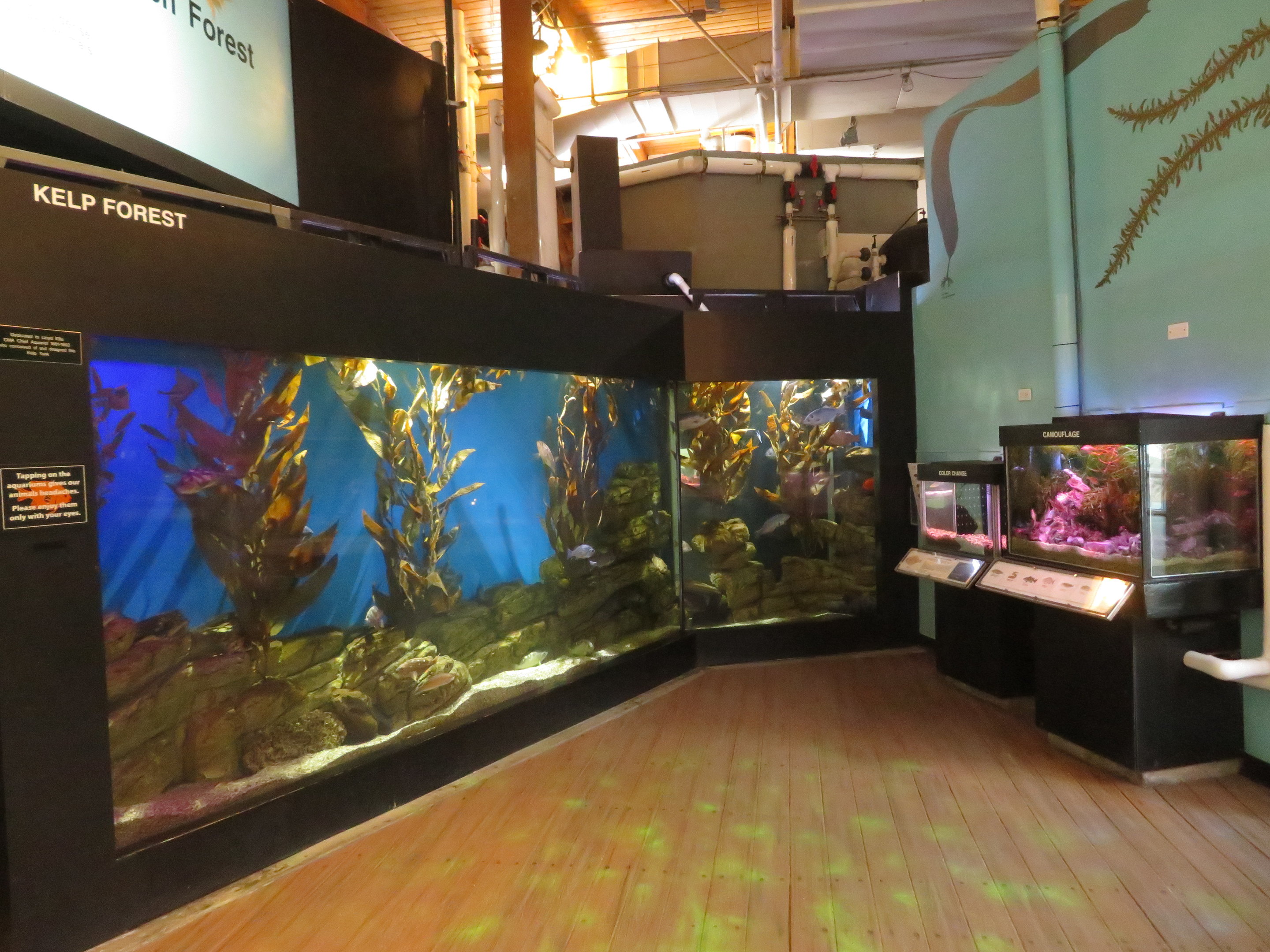 Kelp Forest Tank Room