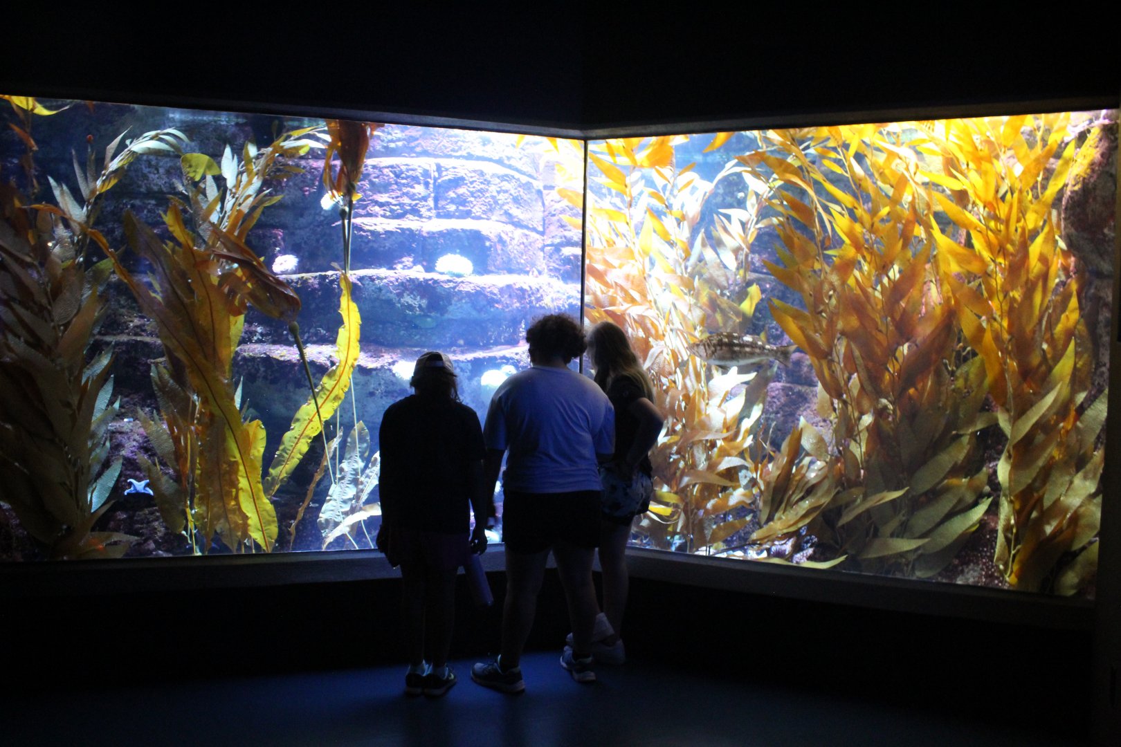 Kelp Forest Tank - Scott Aquarium