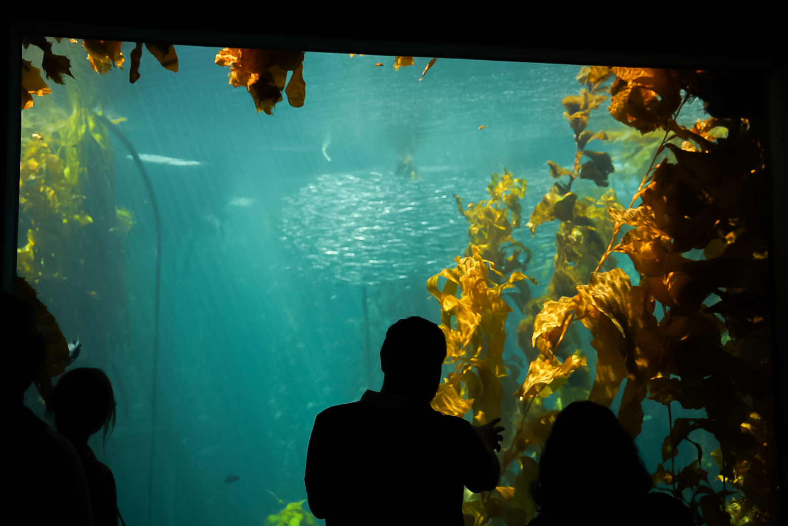 Kelp Forest Tank (second floor viewing)