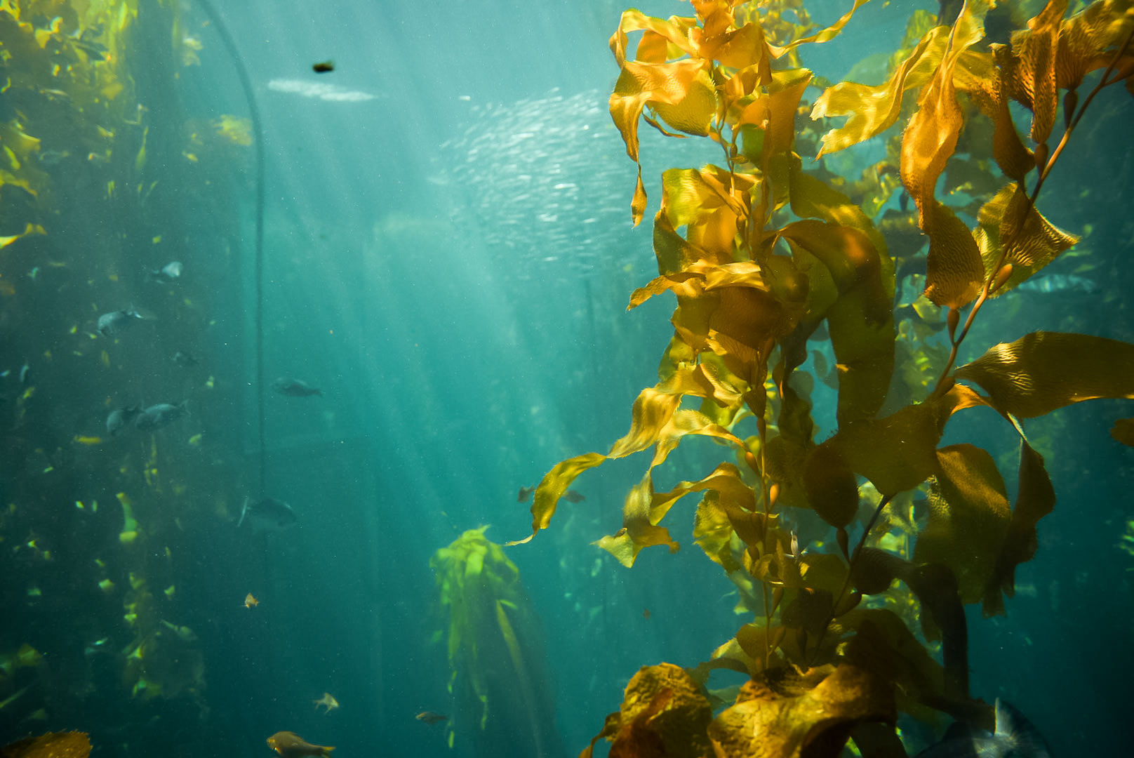 Kelp Forest Tank (second floor viewing)