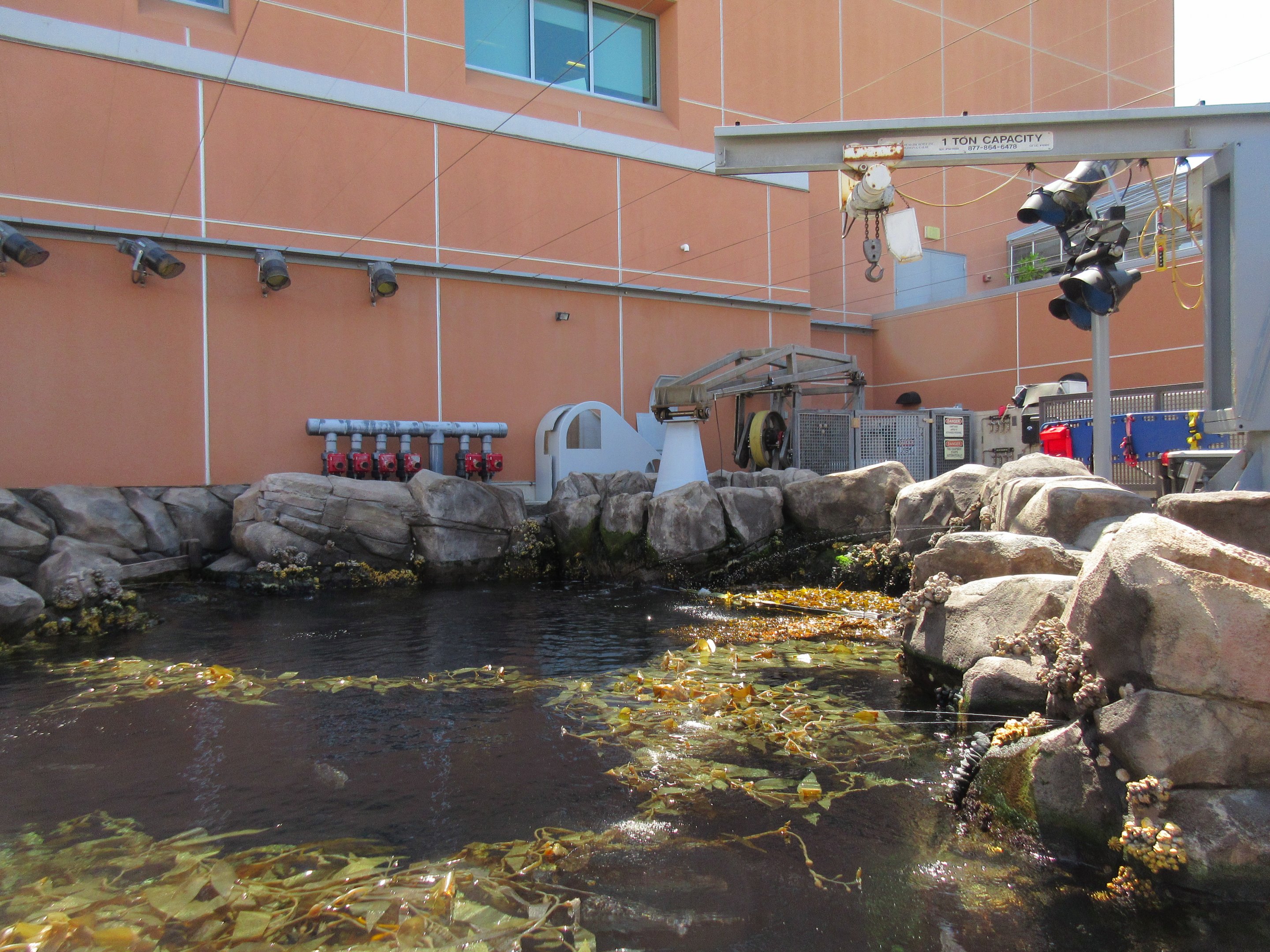 Kelp Forest Tank - Surface View (pump down)