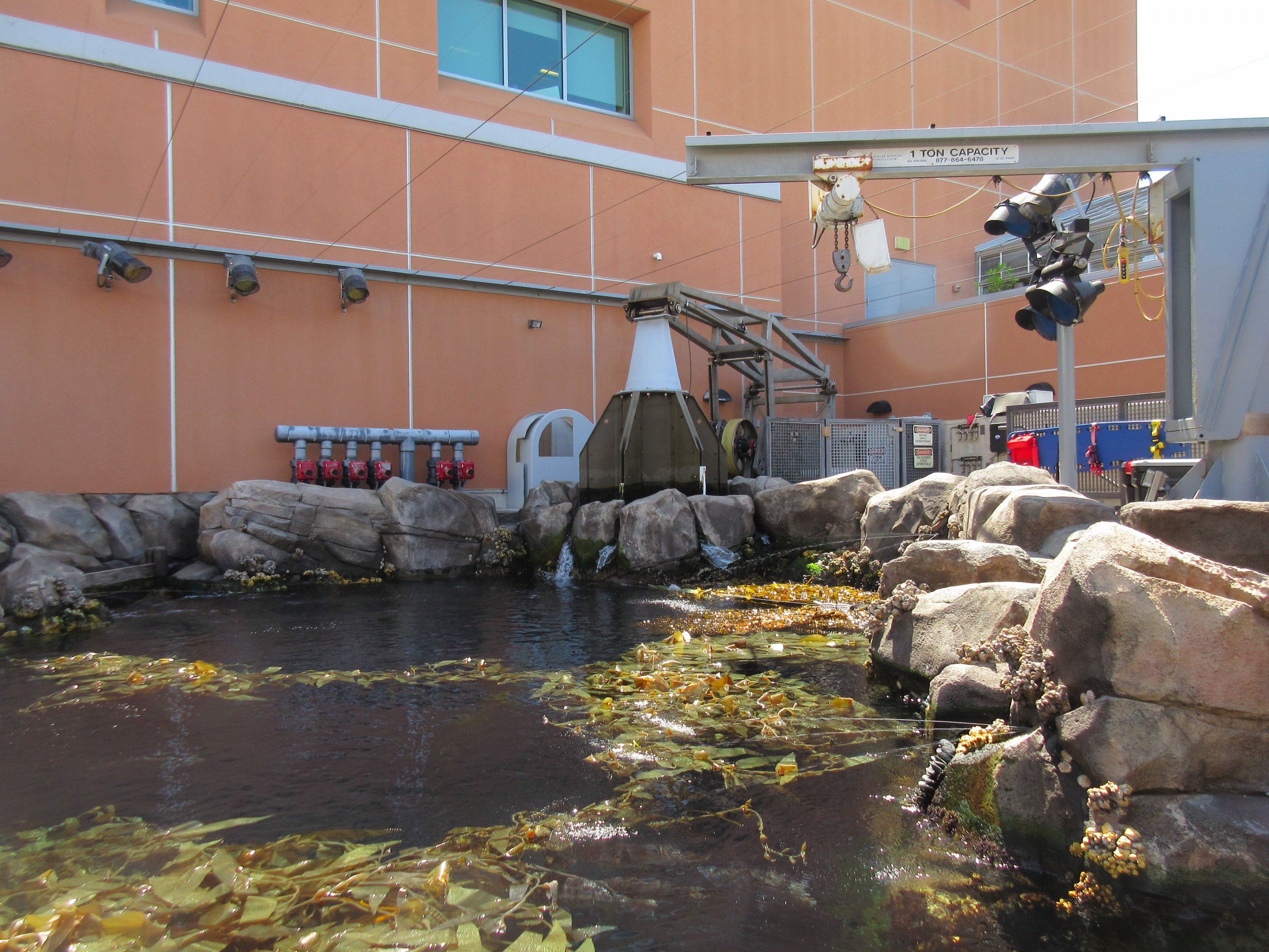 Kelp Forest Tank - Surface View (pump up)