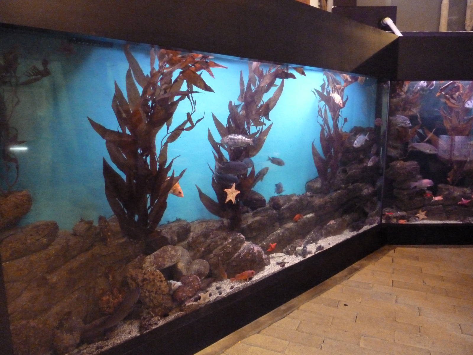 Kelp Forest Tank